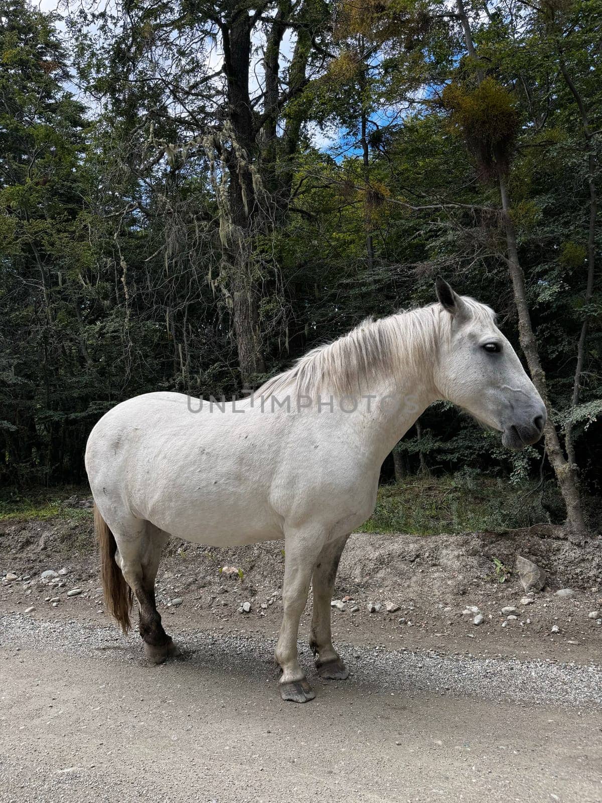A white horse stands calmly on a gravel path surrounded by dense forest, evoking a peaceful countryside or wilderness scene.
