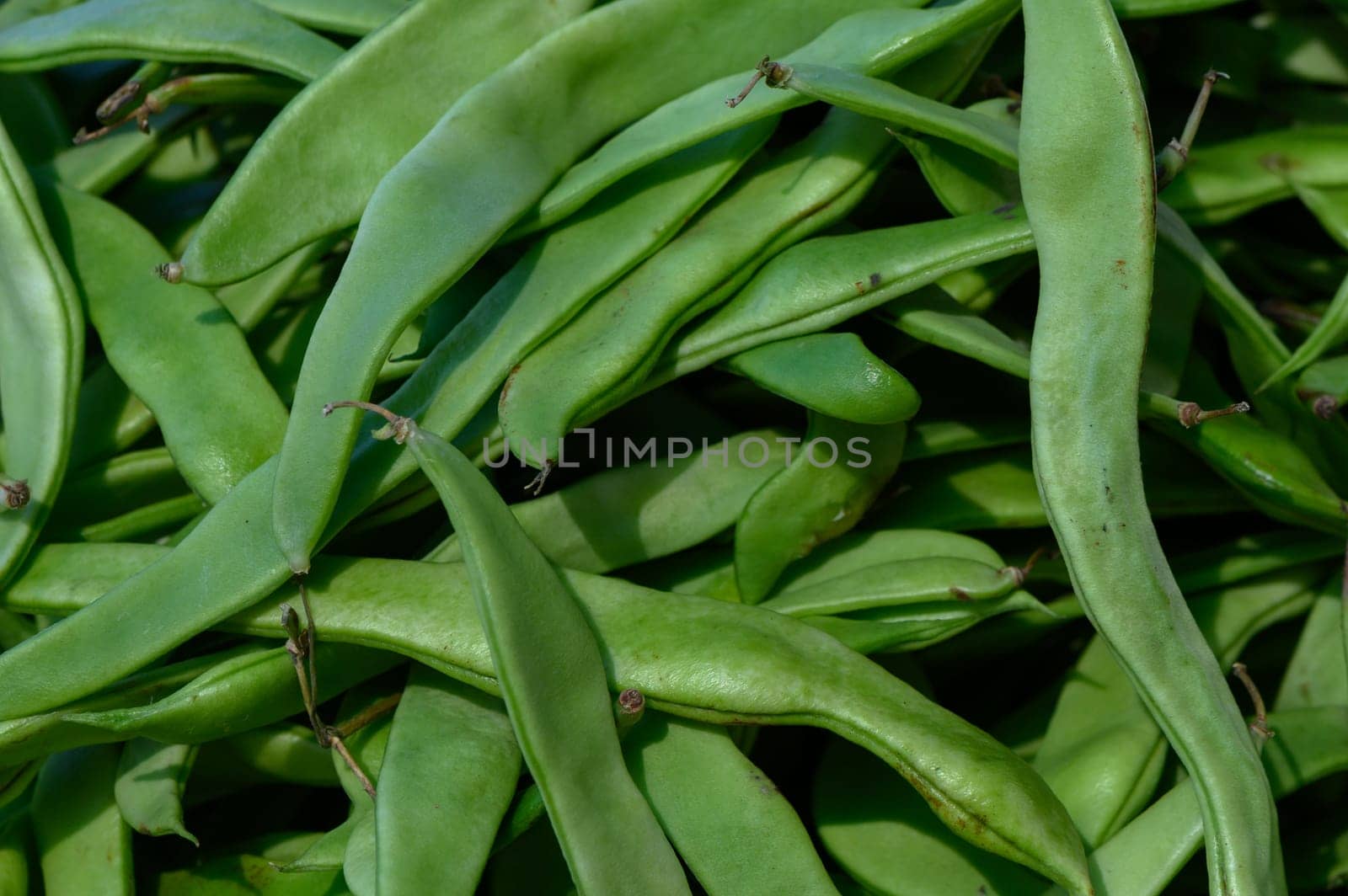 Lush green beans glisten in the sunlight, showcasing their vibrant color and freshness. They are nestled together, ready for market-goers to purchase during the lively summer season.