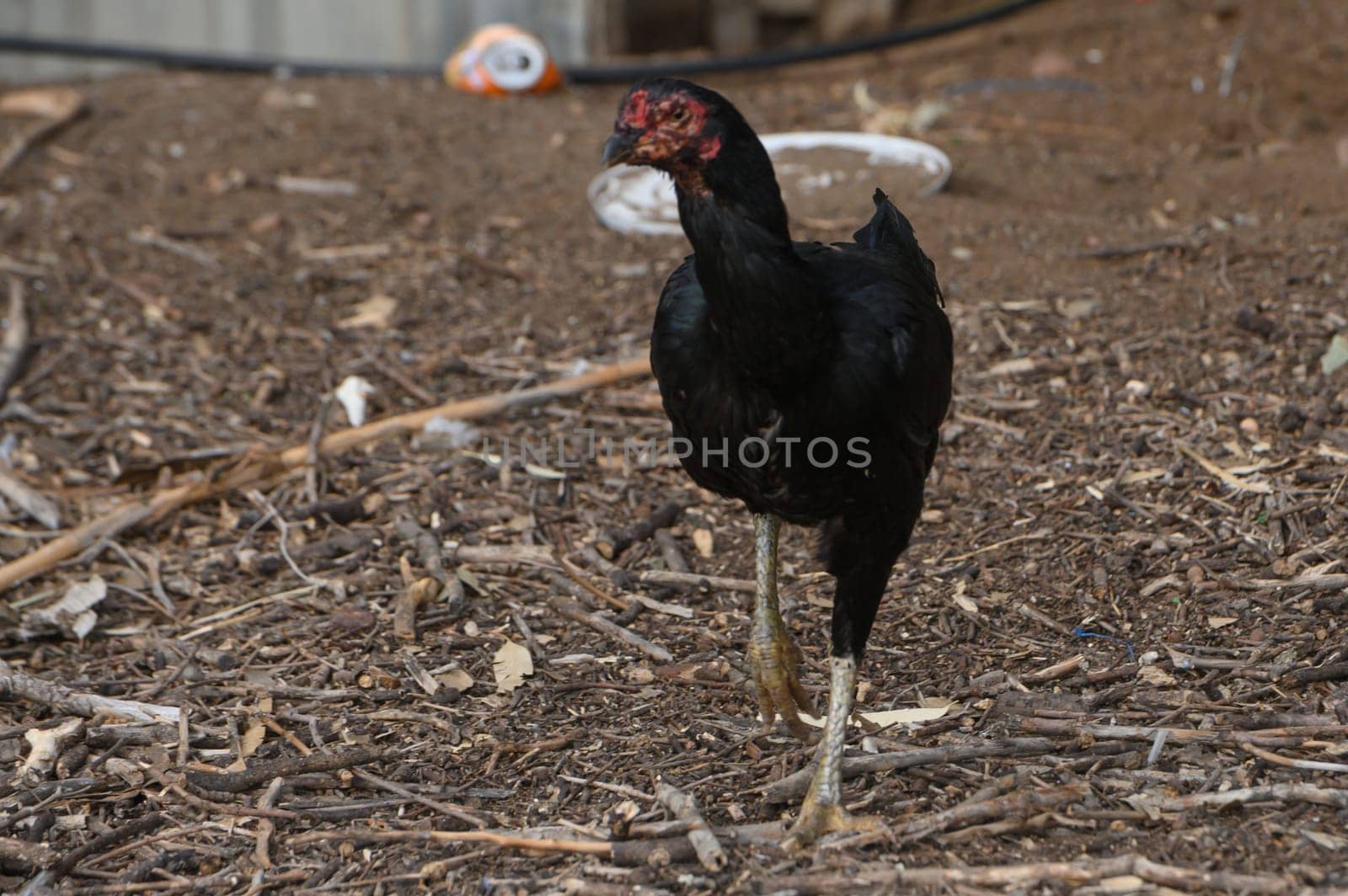 In the fading light of dusk, a sleek black bird struts through a rustic farmyard, its movements graceful and deliberate.