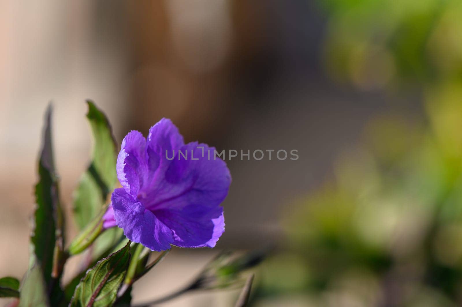 A vibrant purple flower captures attention with its soft petals and lively colors amidst lush green foliage. Sunlight filters through, enhancing the beauty of this natural gem in a serene garden.