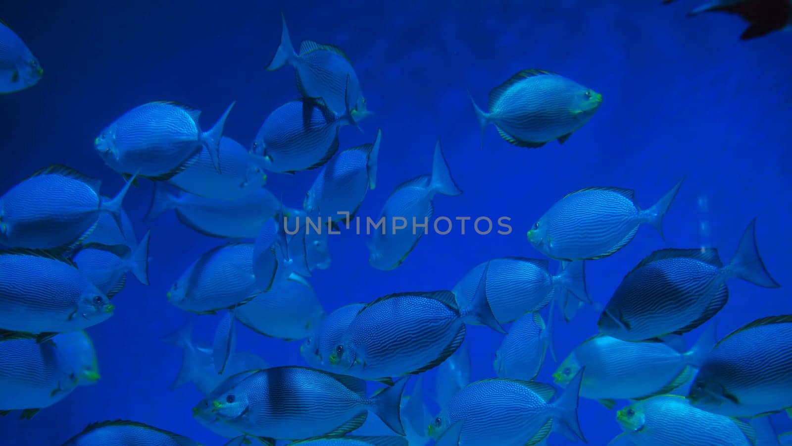School of fish is swimming in unison in the deep blue ocean, creating a mesmerizing underwater spectacle