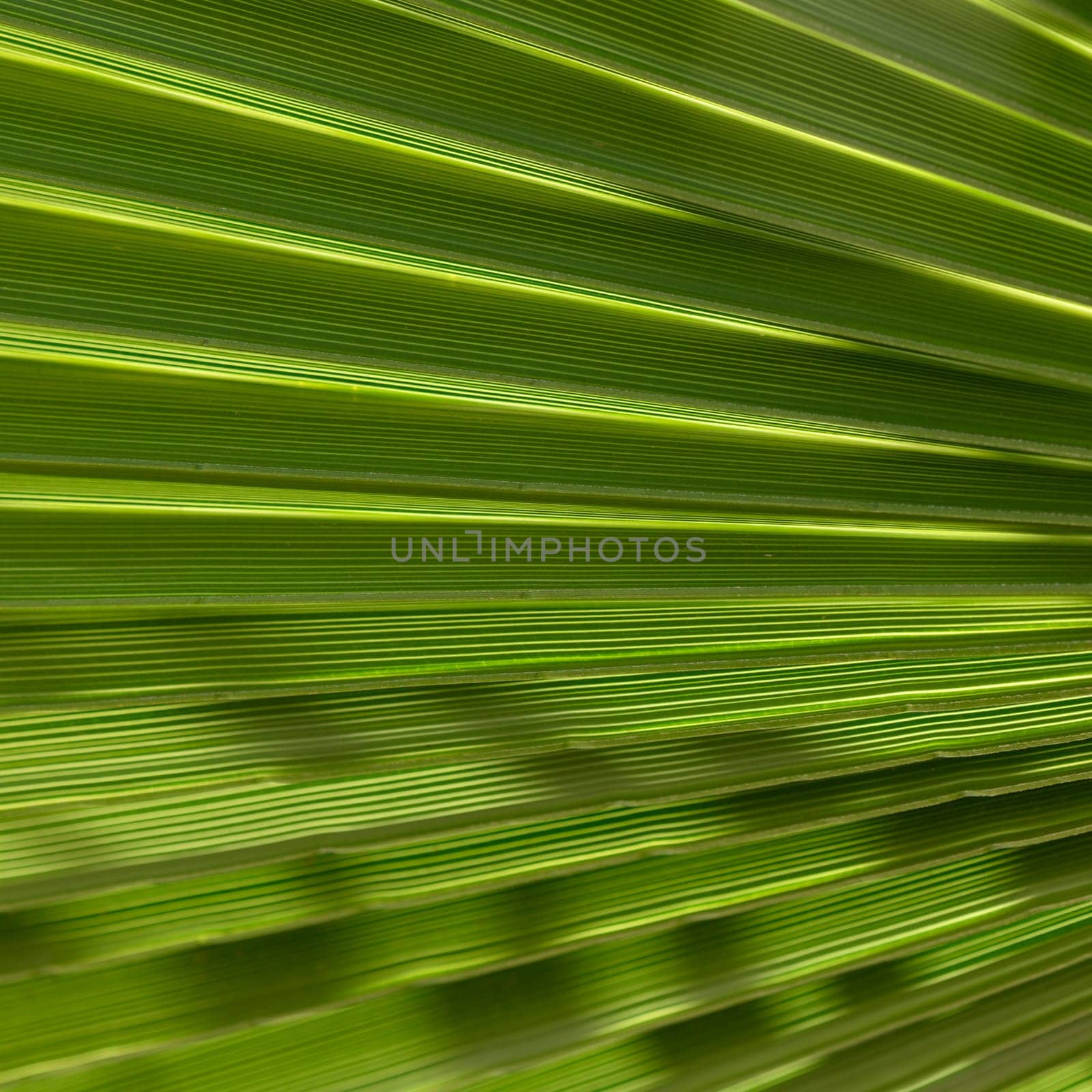 Vibrant green lines weave together, creating a mesmerizing pattern that represents the serenity and vitality of a verdant forest on a warm afternoon.