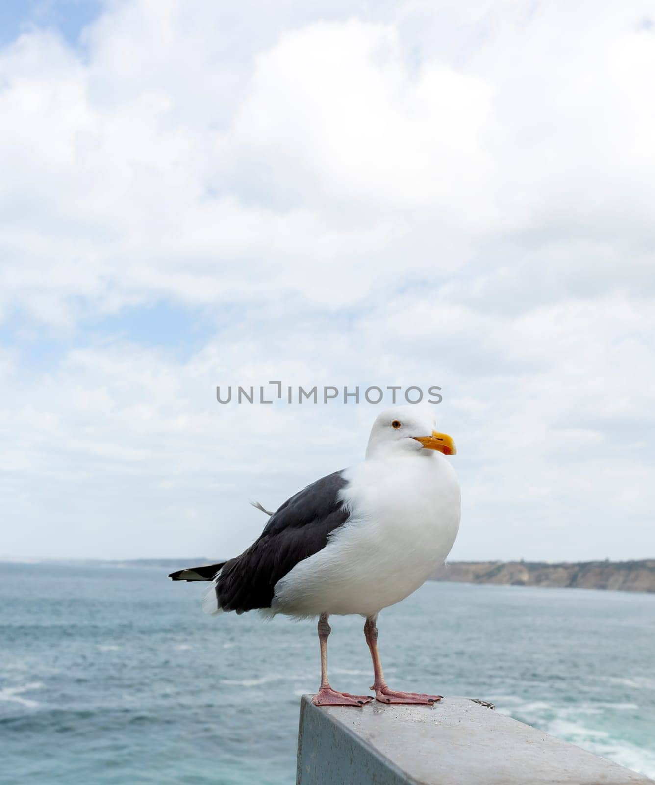 One Seagull Bird Sitting on Concrete, Blue Sea or Ocean With Blue Sky on Background. Vacation, Leisure, Summer Time. Vertical Plane, Space for Text. Freedom. Vertical. High quality photo