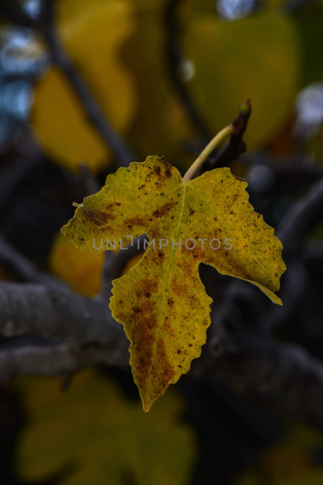 A striking yellow leaf hangs gracefully from a branch, symbolizing autumn's arrival in a peaceful woodland.