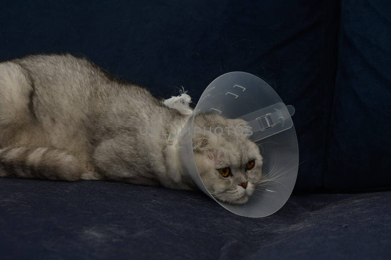 A fluffy cat rests on a soft couch, wearing a plastic cone around its neck. Its expressive eyes reveal a mix of curiosity and irritation while adapting to the confinement.