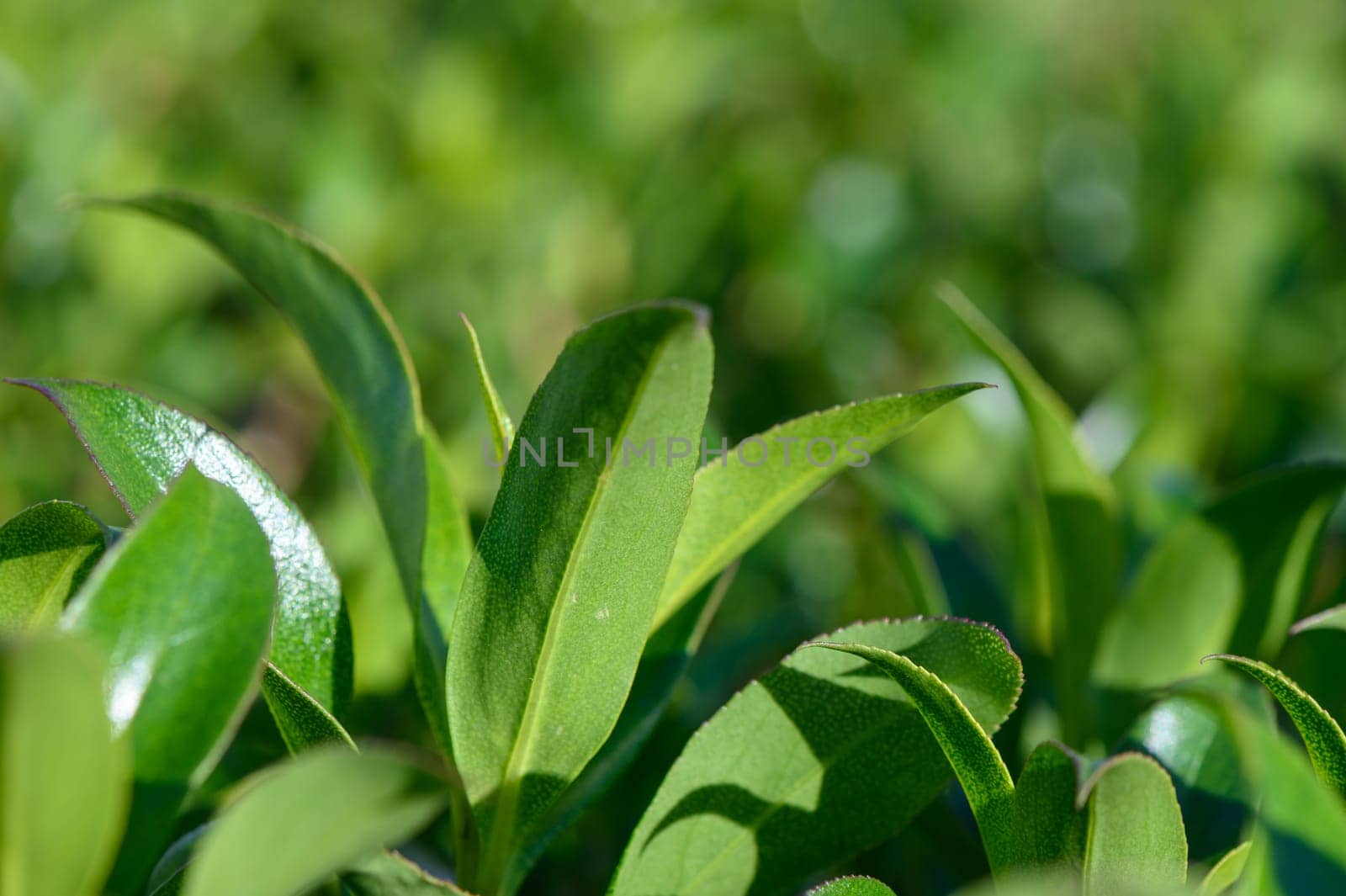 Sunlight dances on vibrant green tea leaves, creating a peaceful atmosphere in this lush garden. Nature's beauty is captured in every detail as the leaves sway gently.