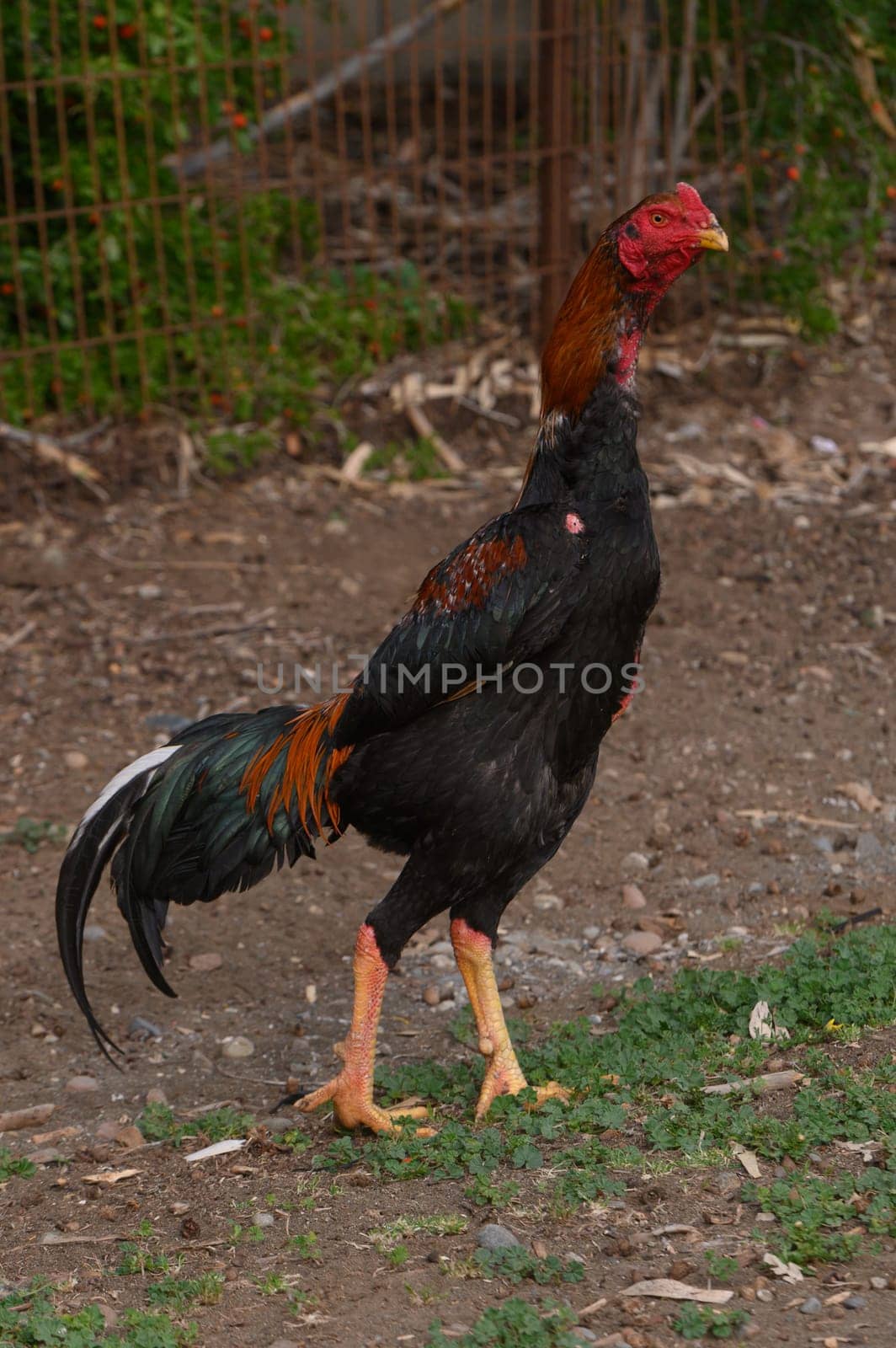 A vibrant rooster with striking feathers walks confidently across the earthy ground of a rustic garden, showcasing its natural beauty under the warm afternoon sun.