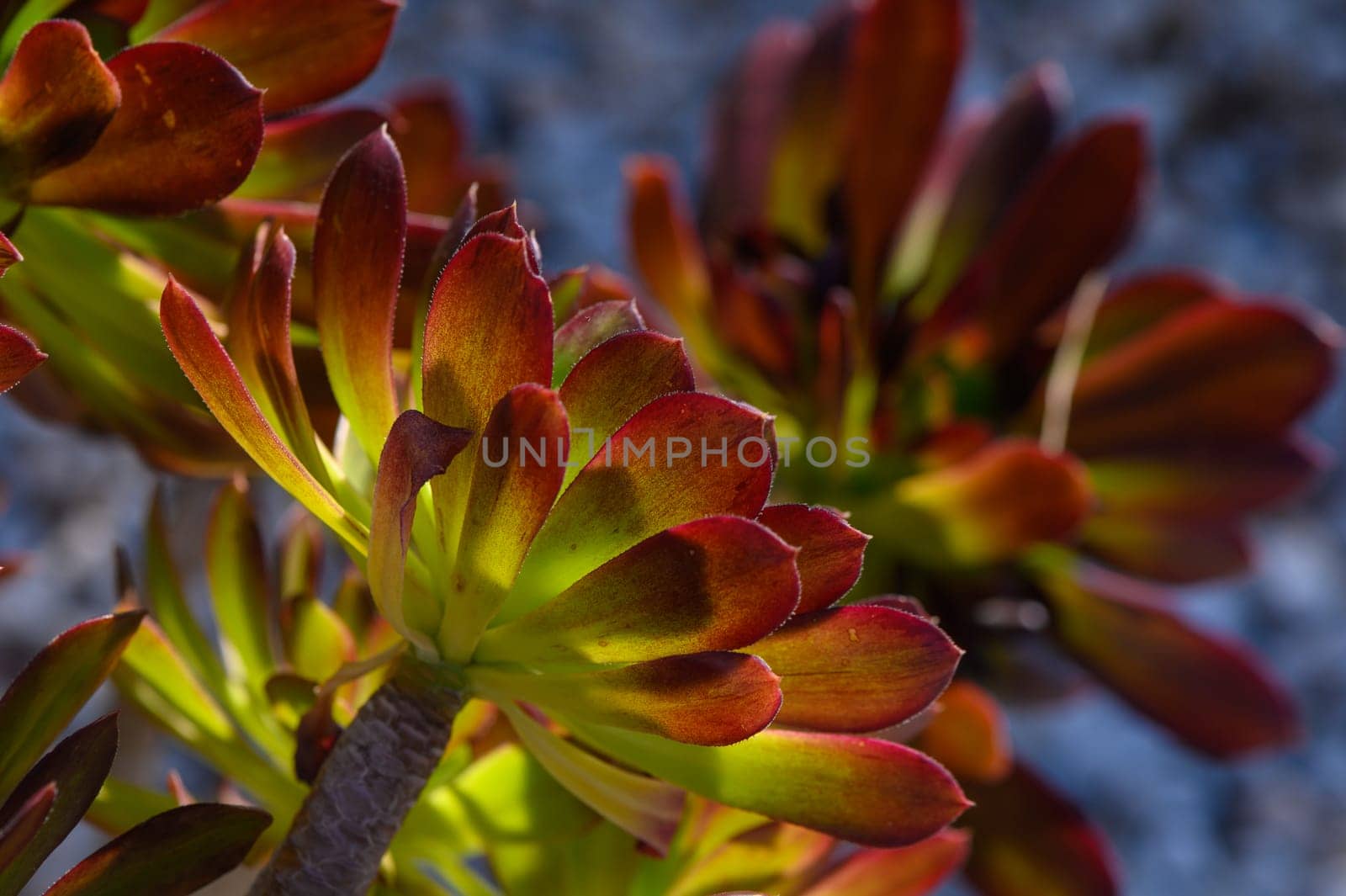 Lush succulents display their vivid leaves, adorned with shades of green and red, as sunlight filters through them. This beautiful arrangement adds tranquility to the garden environment.
