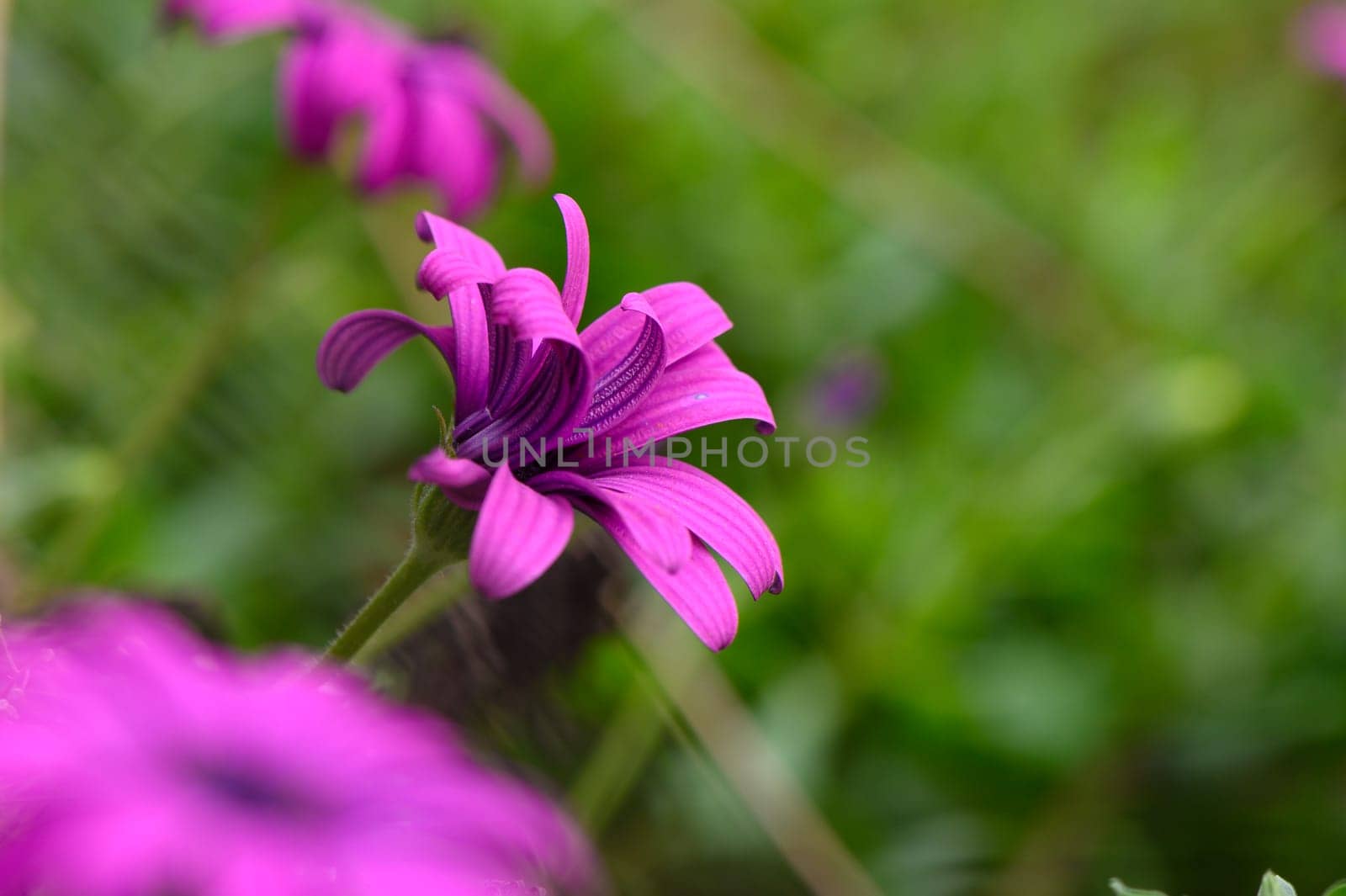 Delicate purple flowers with graceful petals stand out against a blurred backdrop of vibrant greenery, basking in the warm glow of spring sunshine.
