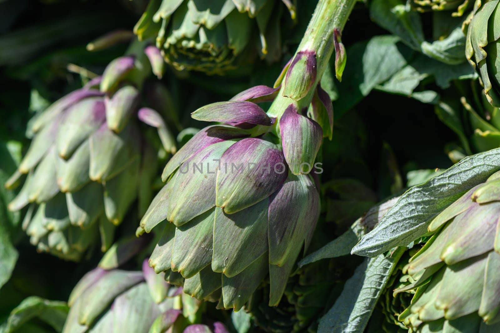 A vibrant cluster of freshly picked artichokes rests in a sunlit stall at a lively farmers market during the warm spring days, enticing visitors with their rich colors and textures.