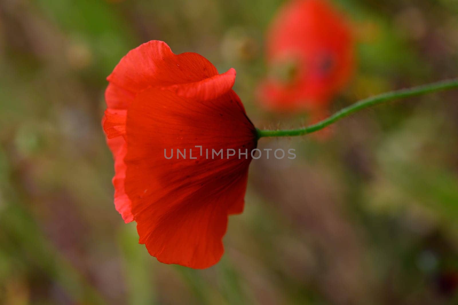A striking red flower stands tall against a backdrop of soft green grass, illuminated by the fading golden light of evening. The gentle breeze causes its petals to dance gracefully.