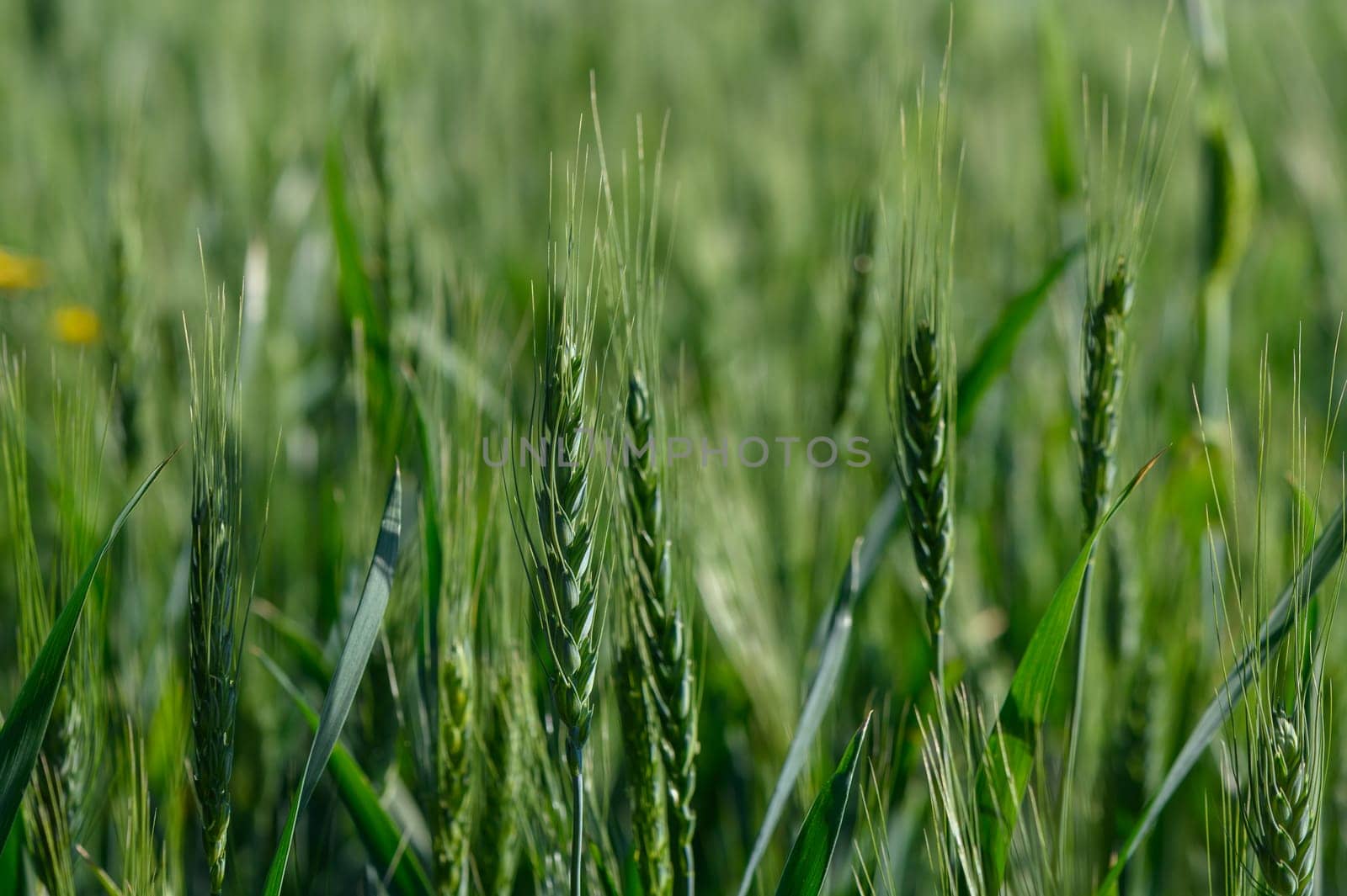 Wheat stalks reach towards the sun, their vibrant green hues glistening. The gentle breeze creates a flowing dance, showcasing nature's beauty on a warm sunny day.