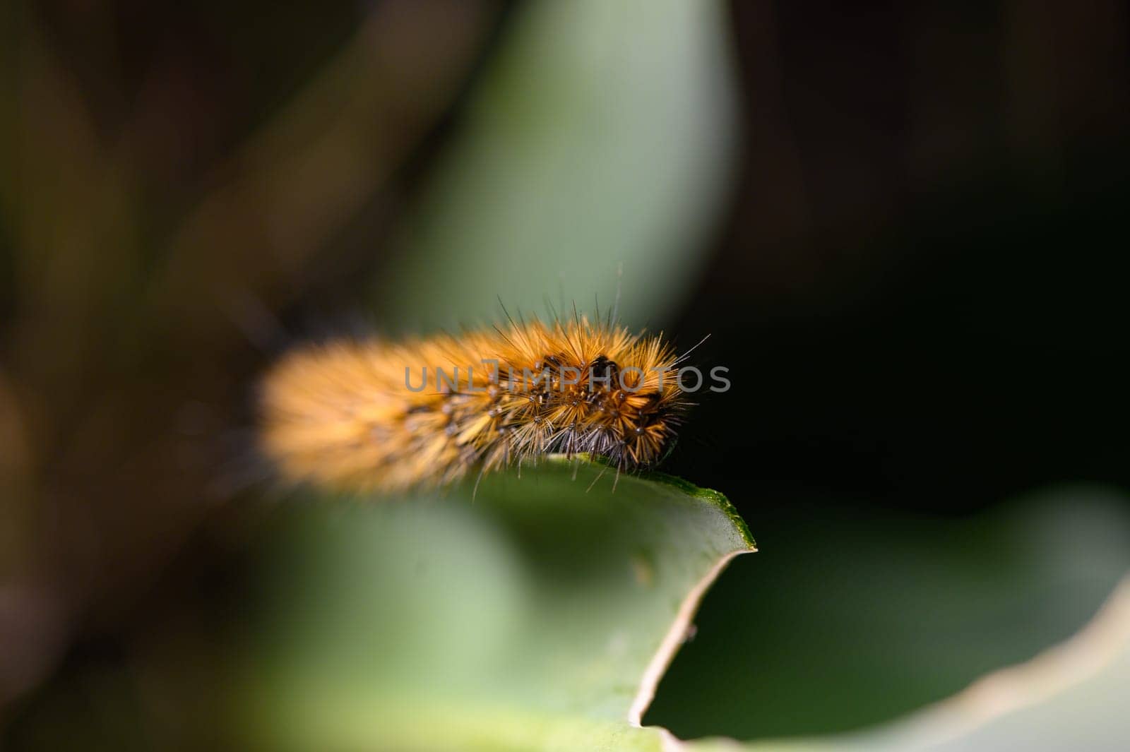 A striking woolly caterpillar with vibrant orange and yellow hues crawls slowly along the edge of a green leaf, surrounded by a rich natural environment illuminated by soft sunlight.