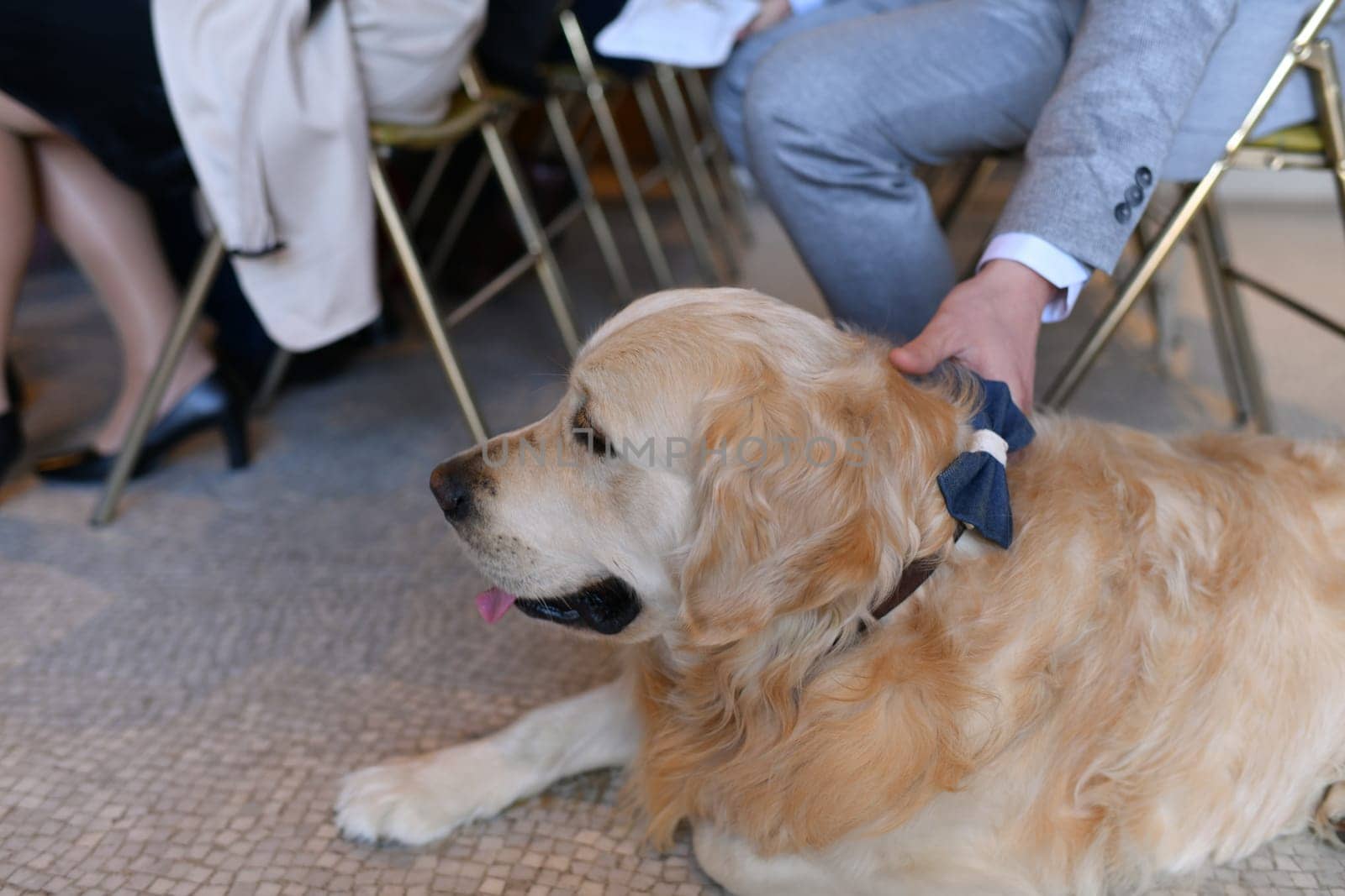 Labrador with a bow tie at a wedding registry ceremony