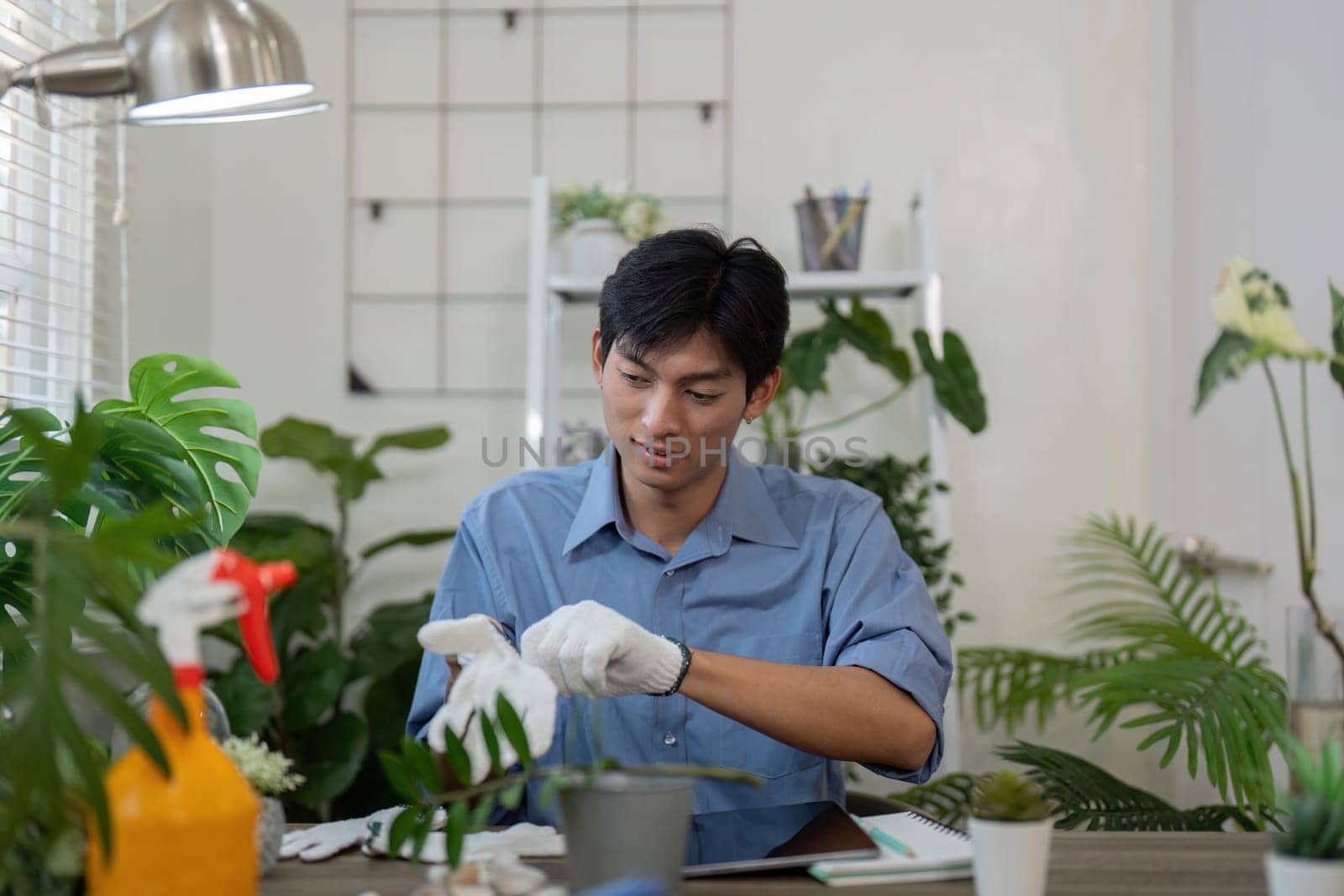 Focusing on hygiene and care, this gardener dons gloves as he prepares to clean his beloved indoor plants, highlighting sustainability.