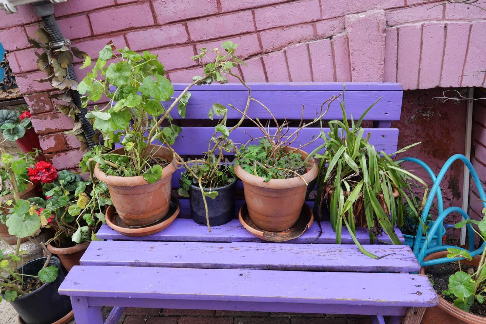 A brightly colored bench hosts various potted plants in a garden area.