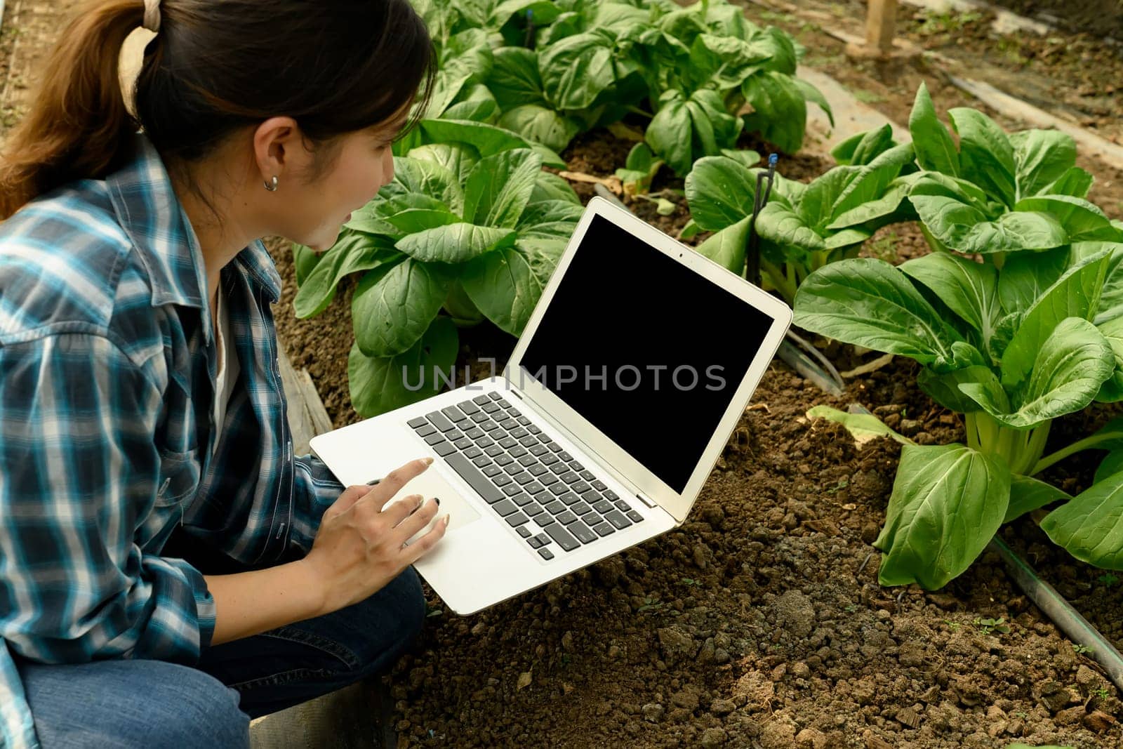 Female farmer using laptop to track crop data or farming metrics in greenhouse.