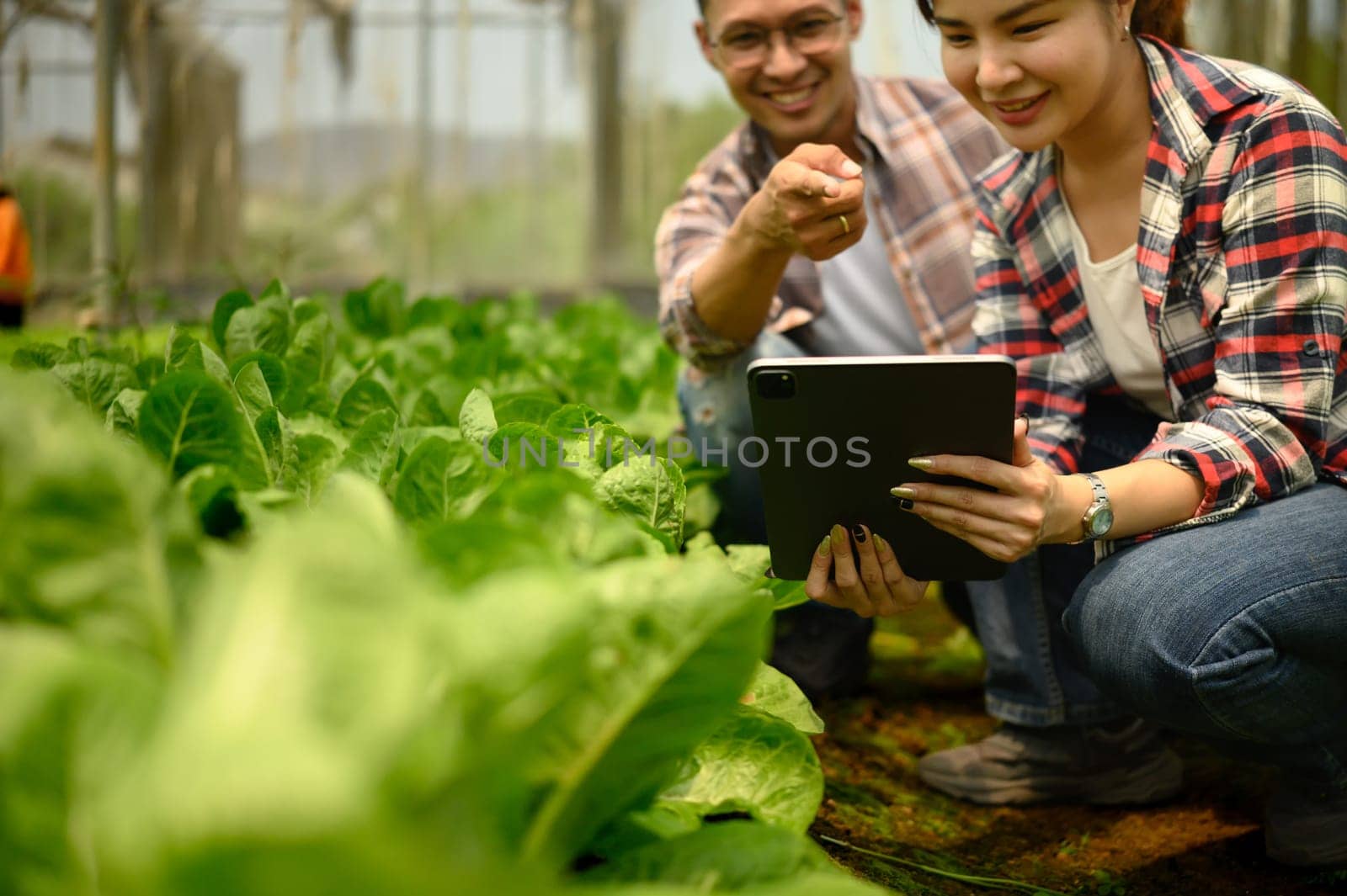 Two farmers review information on digital tablet among rows of lettuce in a greenhouse.
