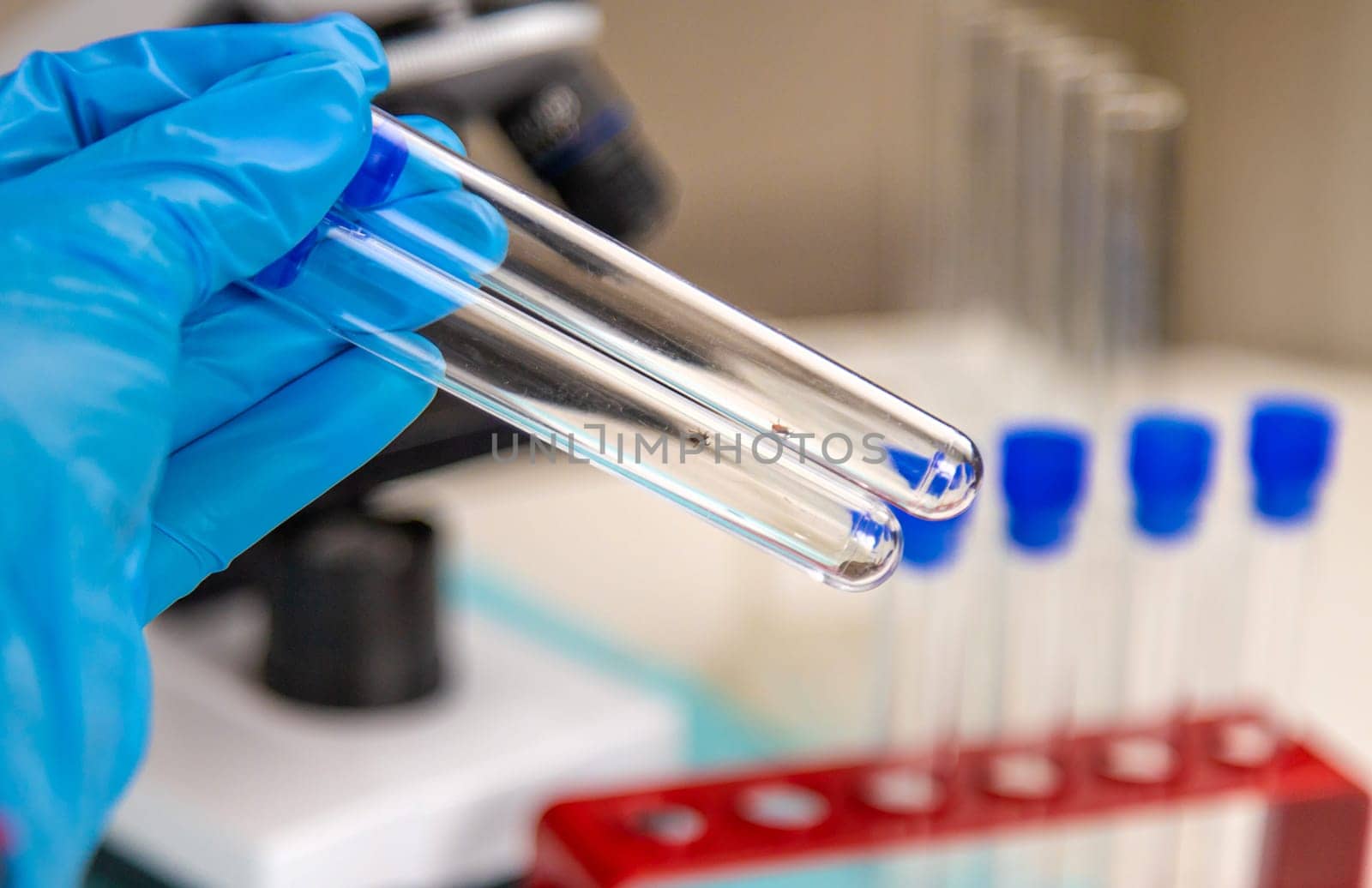 Tick in a test tube in the laboratory. Selective focus. Nature.