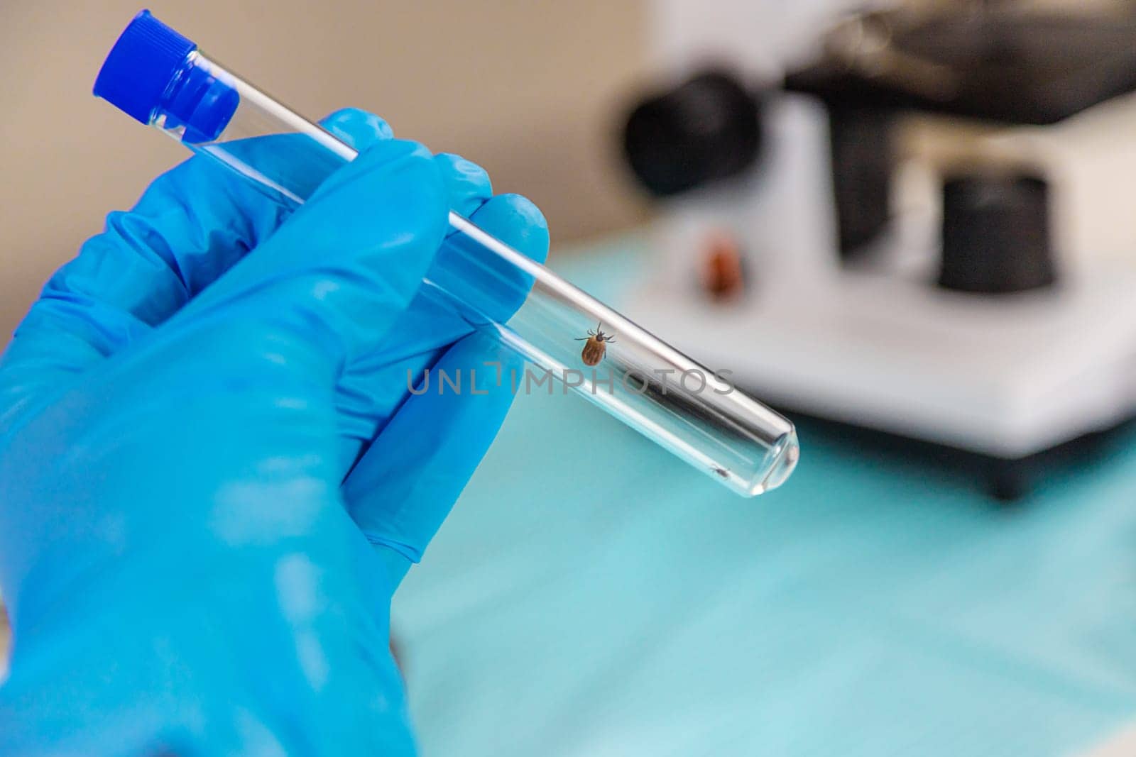 Tick in a test tube in the laboratory. Selective focus. Nature.