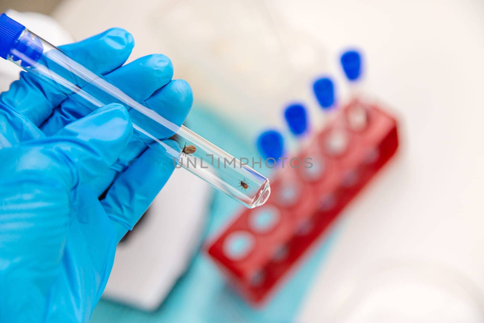 Tick in a test tube in the laboratory. Selective focus. Nature.