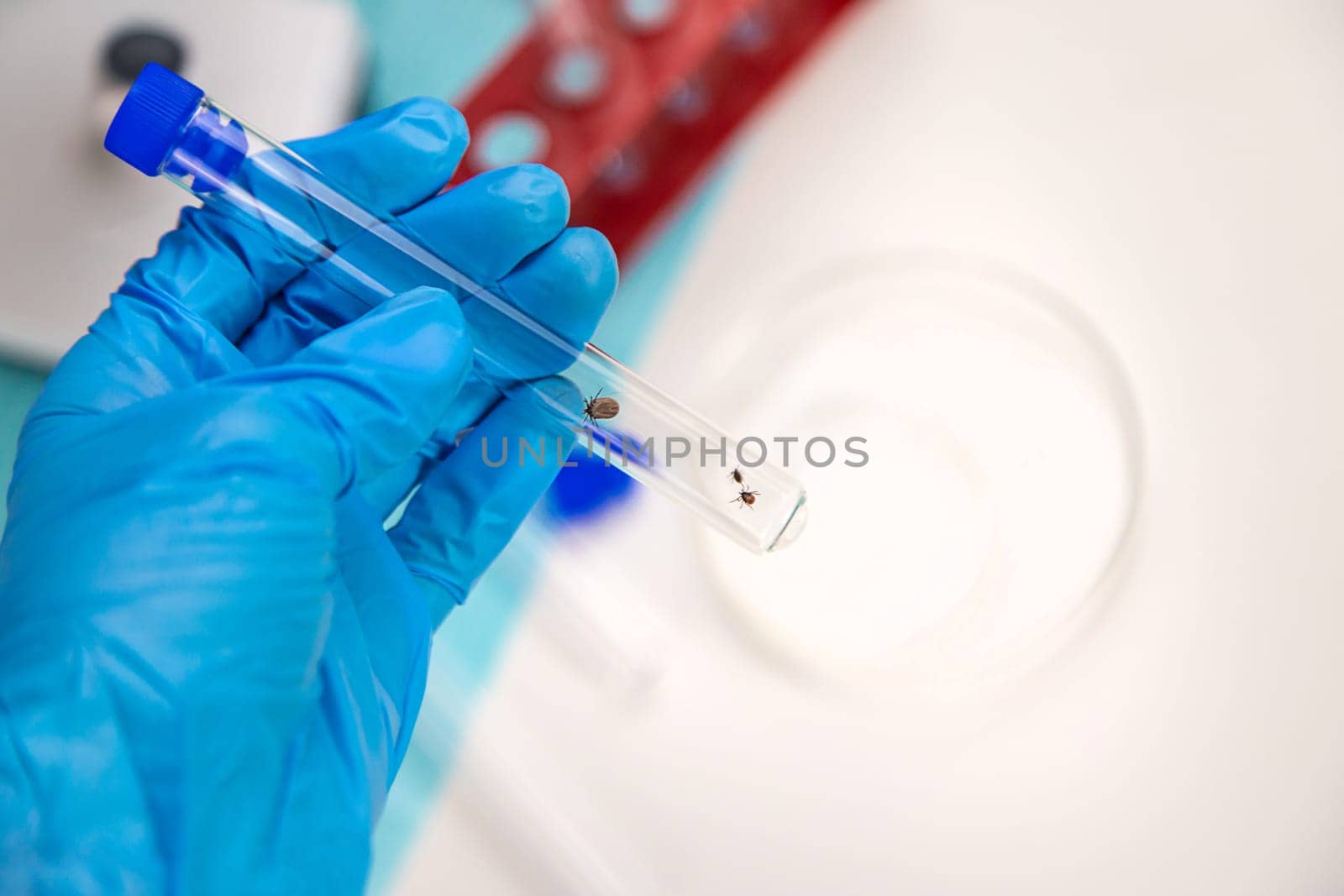 Tick in a test tube in the laboratory. Selective focus. Nature.
