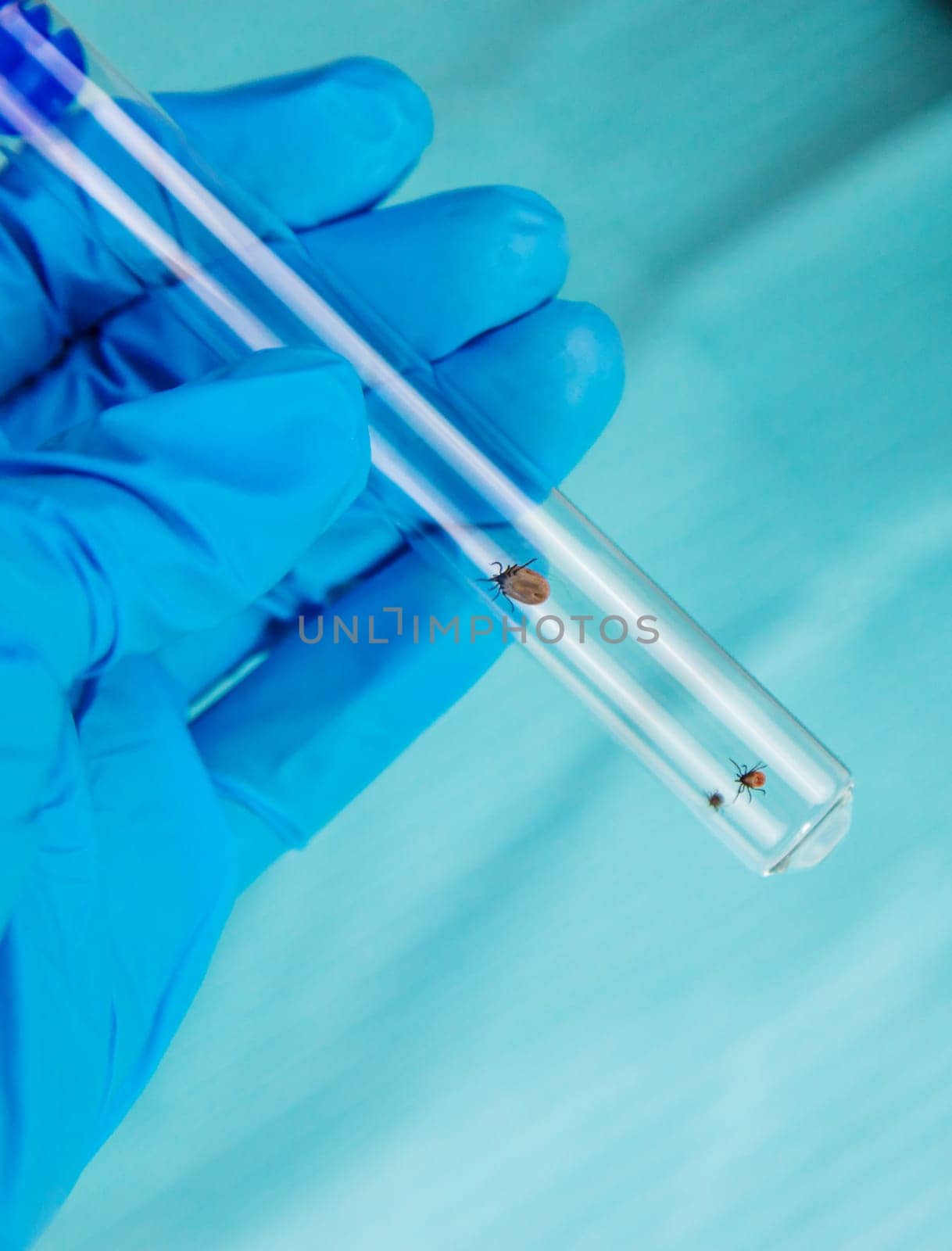 Tick in a test tube in the laboratory. Selective focus. Nature.