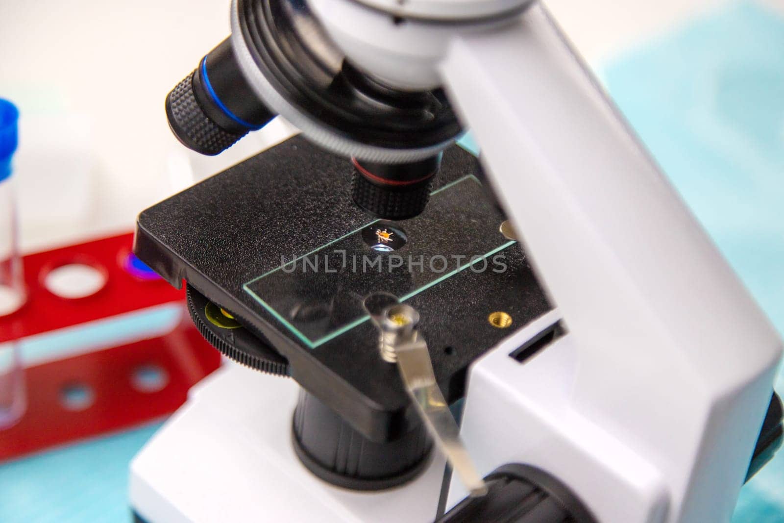 Tick in a test tube in the laboratory. Selective focus. Nature.