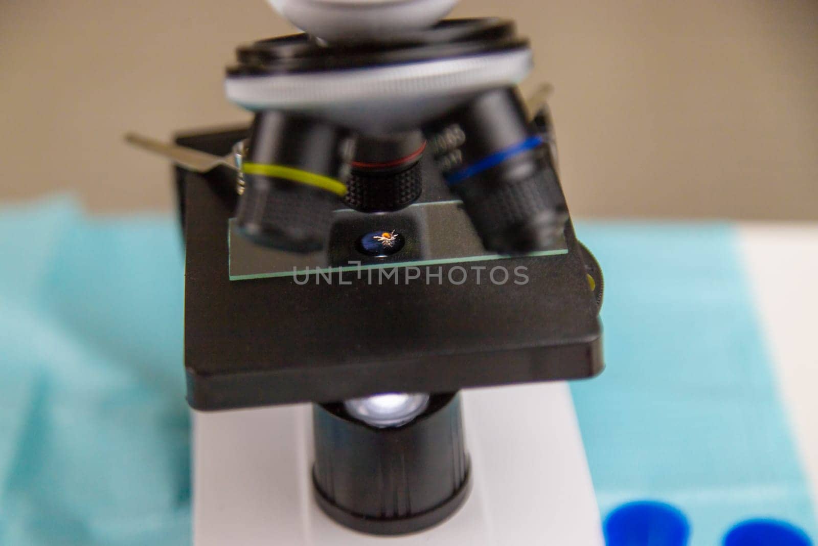Tick in a test tube in the laboratory. Selective focus. Nature.