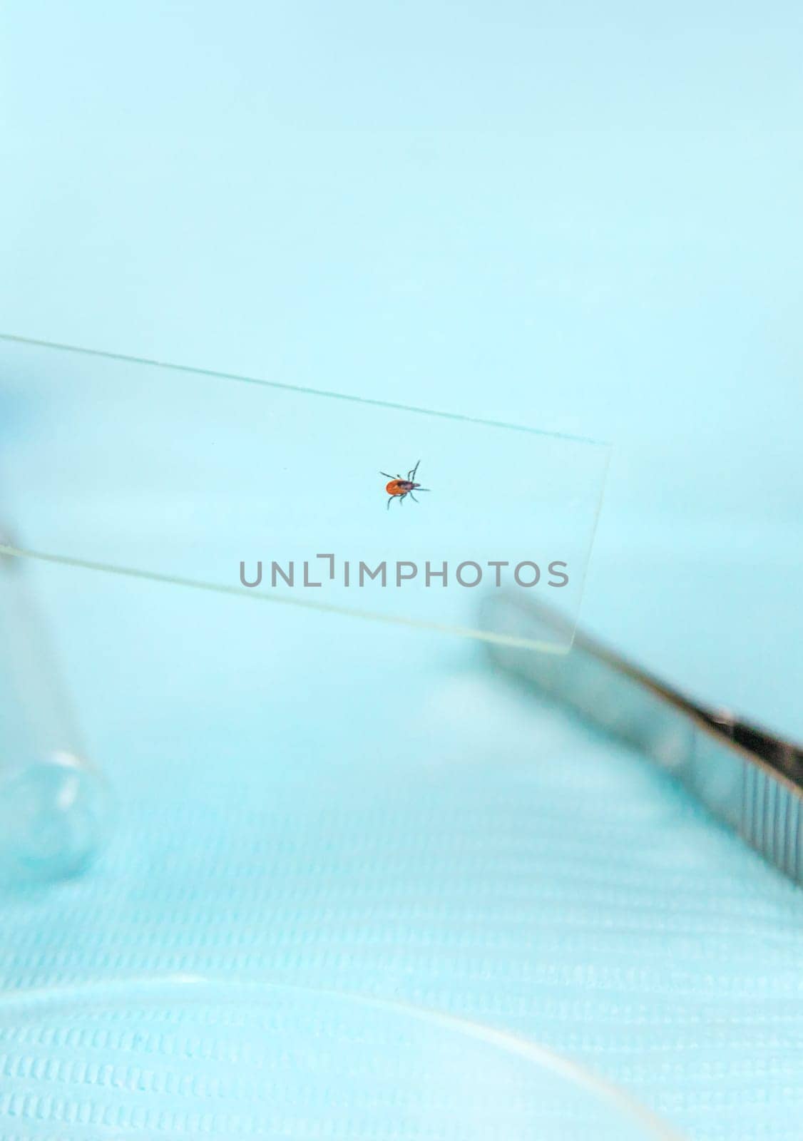 Tick in a test tube in the laboratory. Selective focus. Nature.