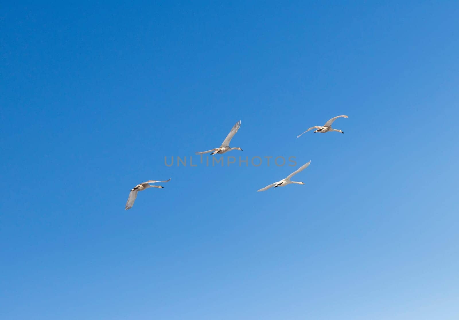 Flock of swans flying