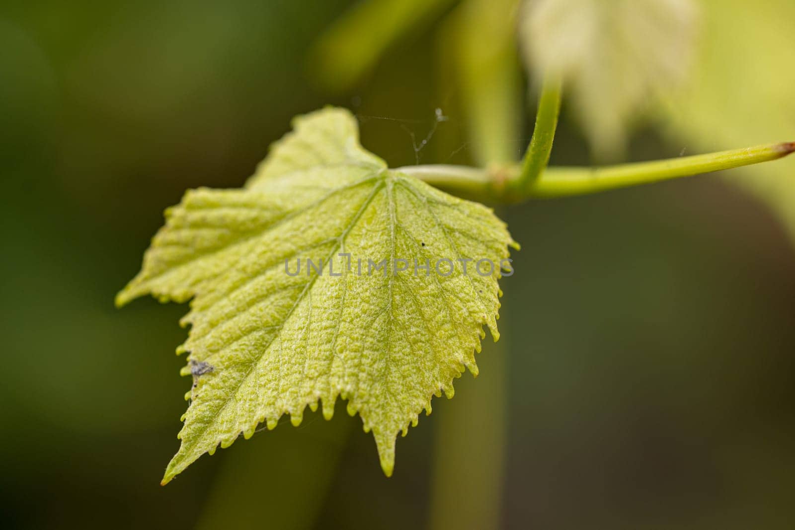 Vibrant green grapevine leaf thrives on a vine, promising a fruitful harvest in the vineyard