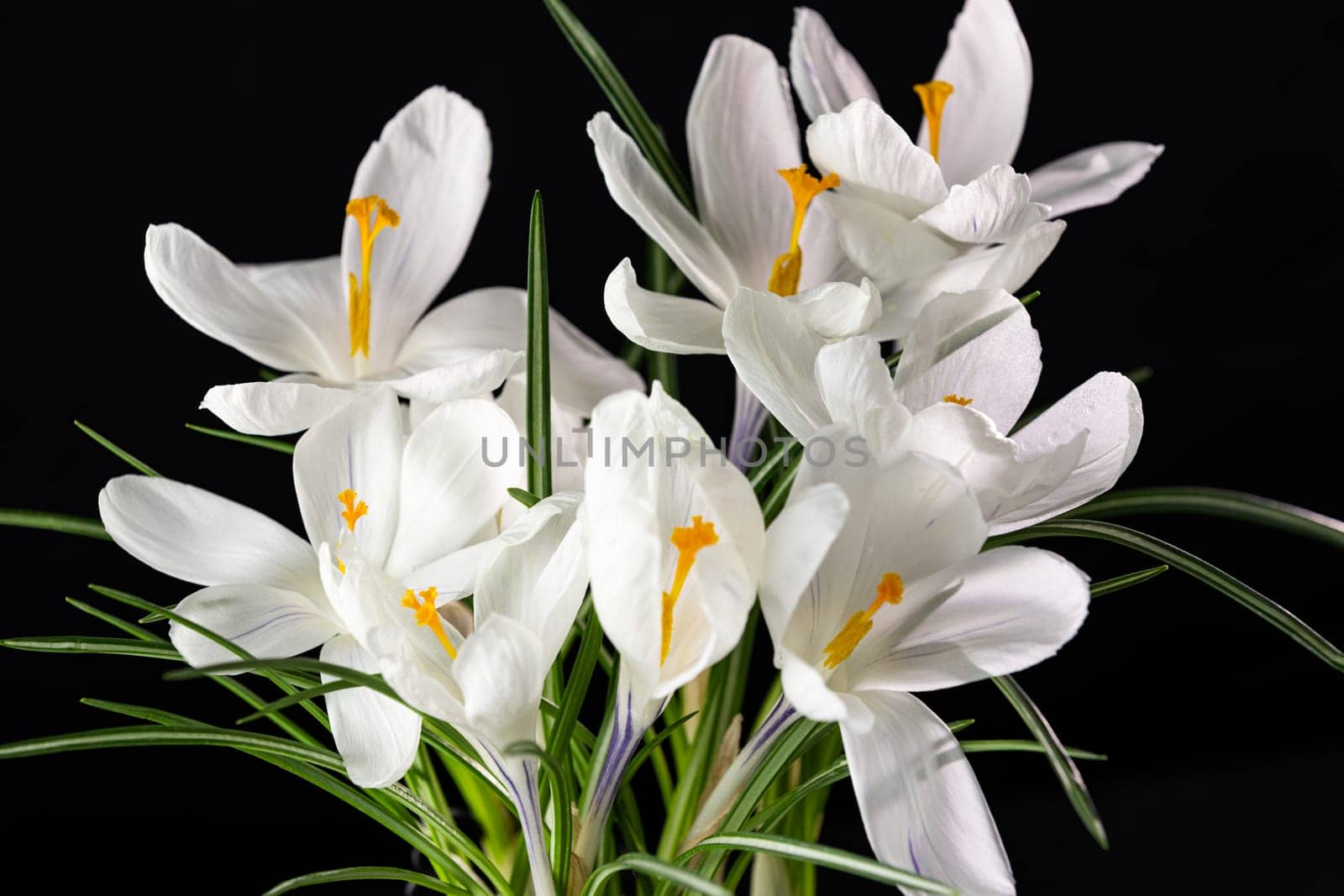 Close-up of delicate white crocus flowers with vibrant orange stigmas, symbolizing springtime renewal and beauty against a dark backdrop