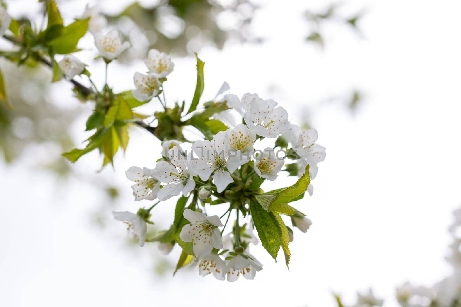 Cherry tree branch with delicate white flowers blooming in springtime, representing renewal and beauty in nature