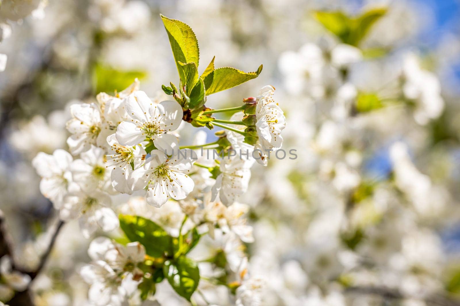 Cherry tree branch with delicate white flowers blooming in springtime, creating a beautiful natural scene