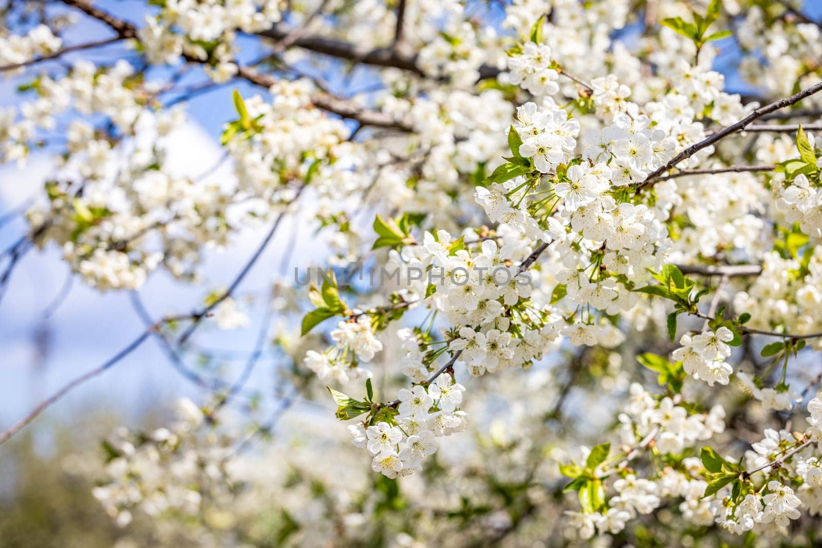 White flowers blooming on branches against a blue sky, creating a beautiful spring scenery with sunlight illuminating the delicate petals