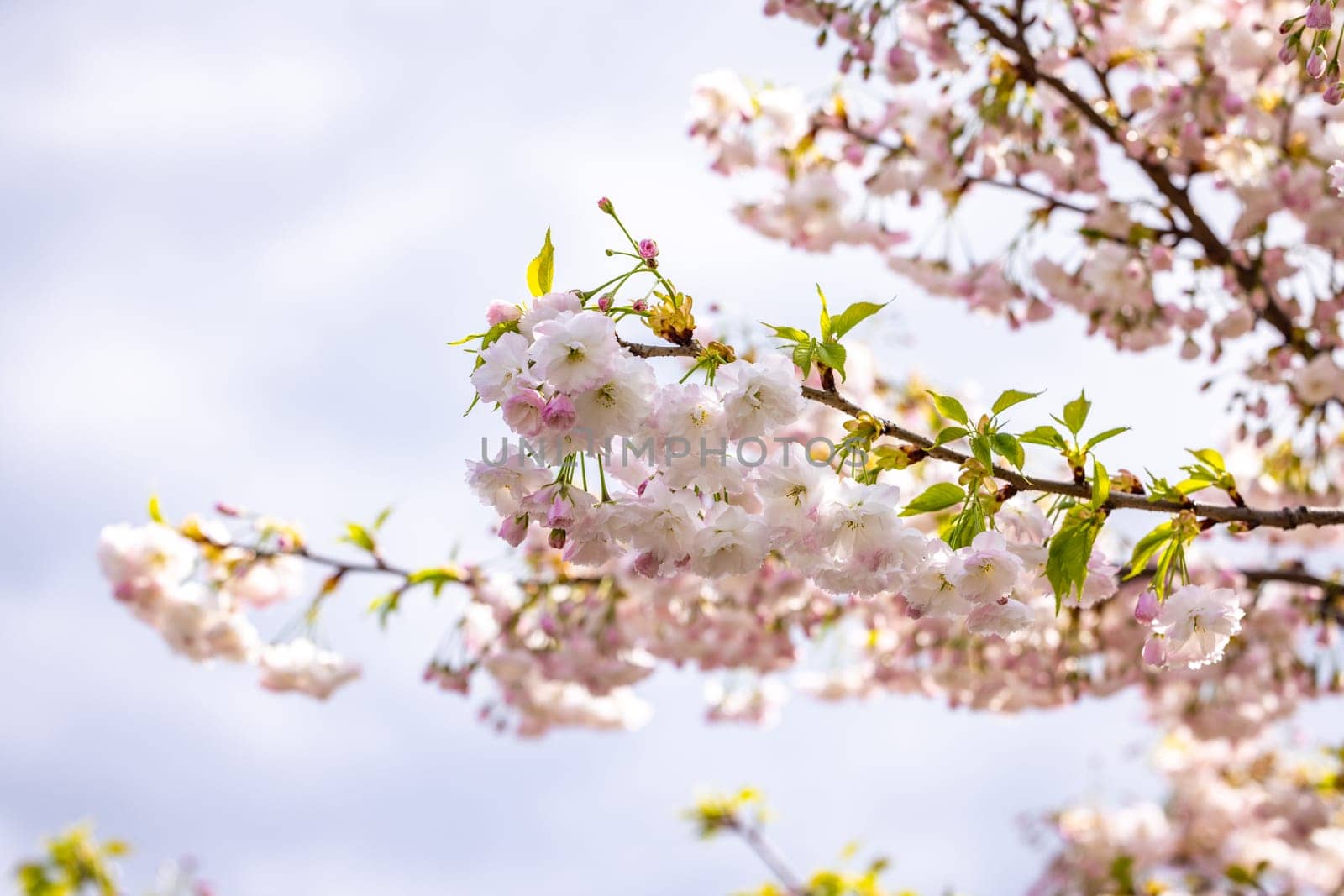 Pink and white cherry blossom flowers blooming on a branch against a cloudy sky, creating a beautiful springtime scene
