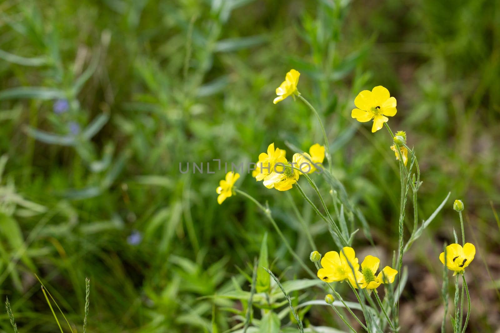 Yellow buttercup flowers blooming in a green meadow, bringing a touch of vibrant color to the natural landscape