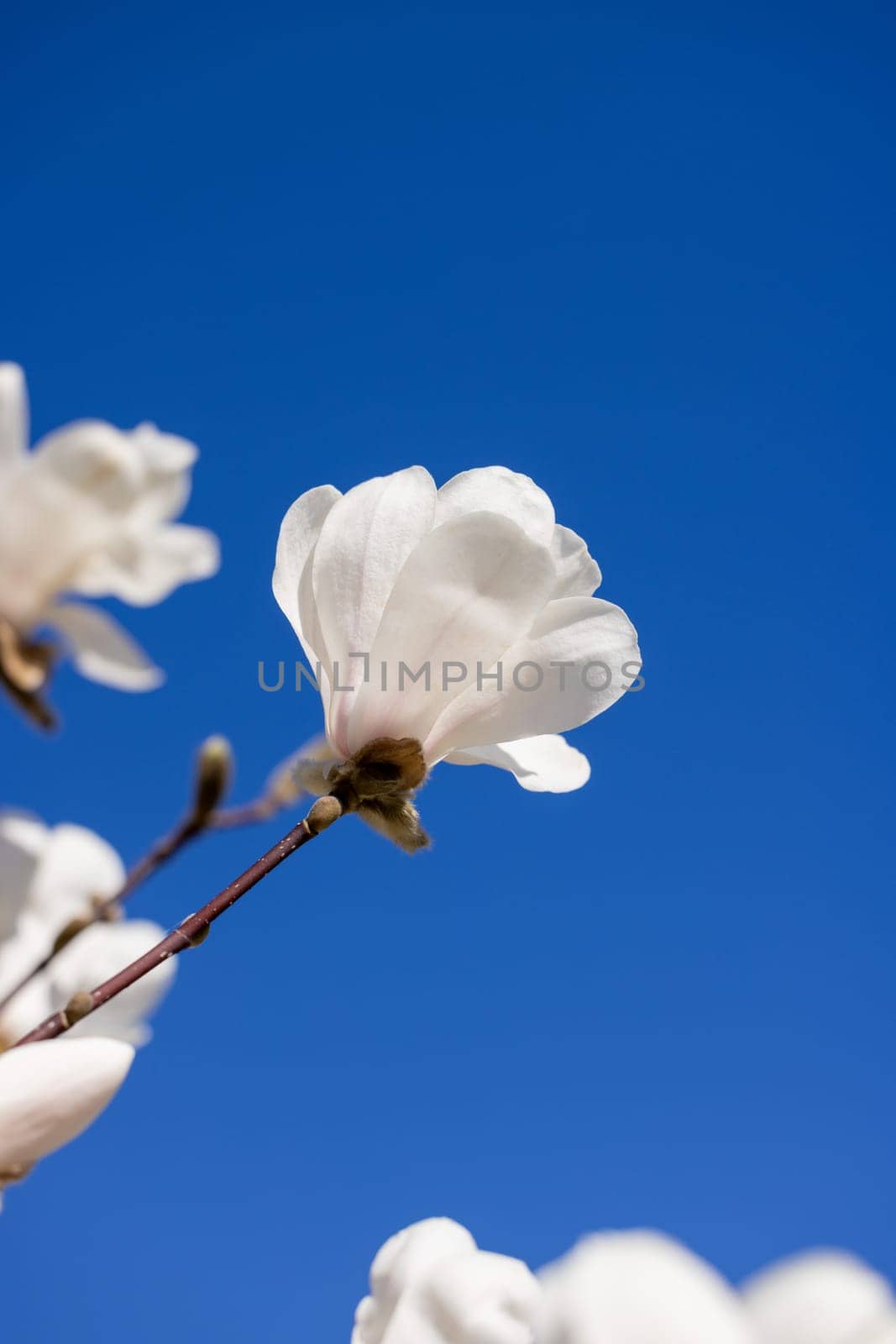 White magnolia flower blooming on a branch against a clear blue sky, symbol of spring and renewal