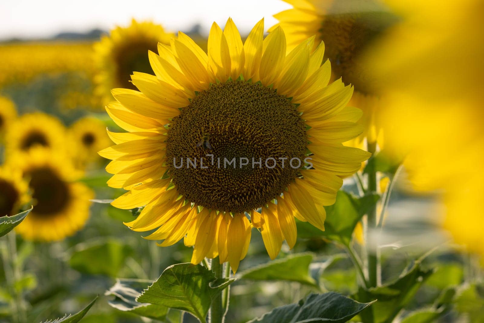 Close up of a sunflower blooming in a field of sunflowers, illuminated by warm summer sunlight