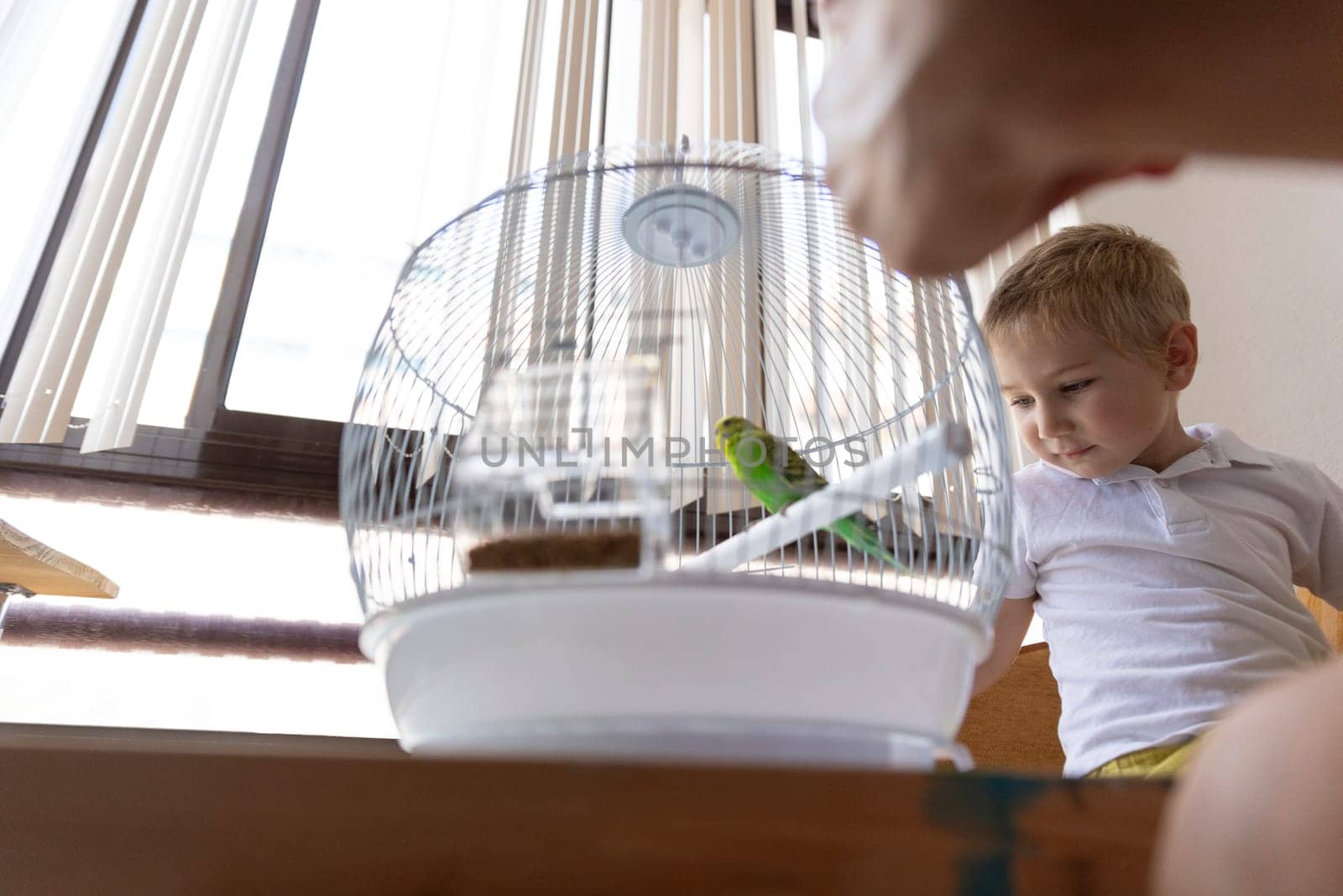 Child admiring small green budgie perched on a branch inside its white cage