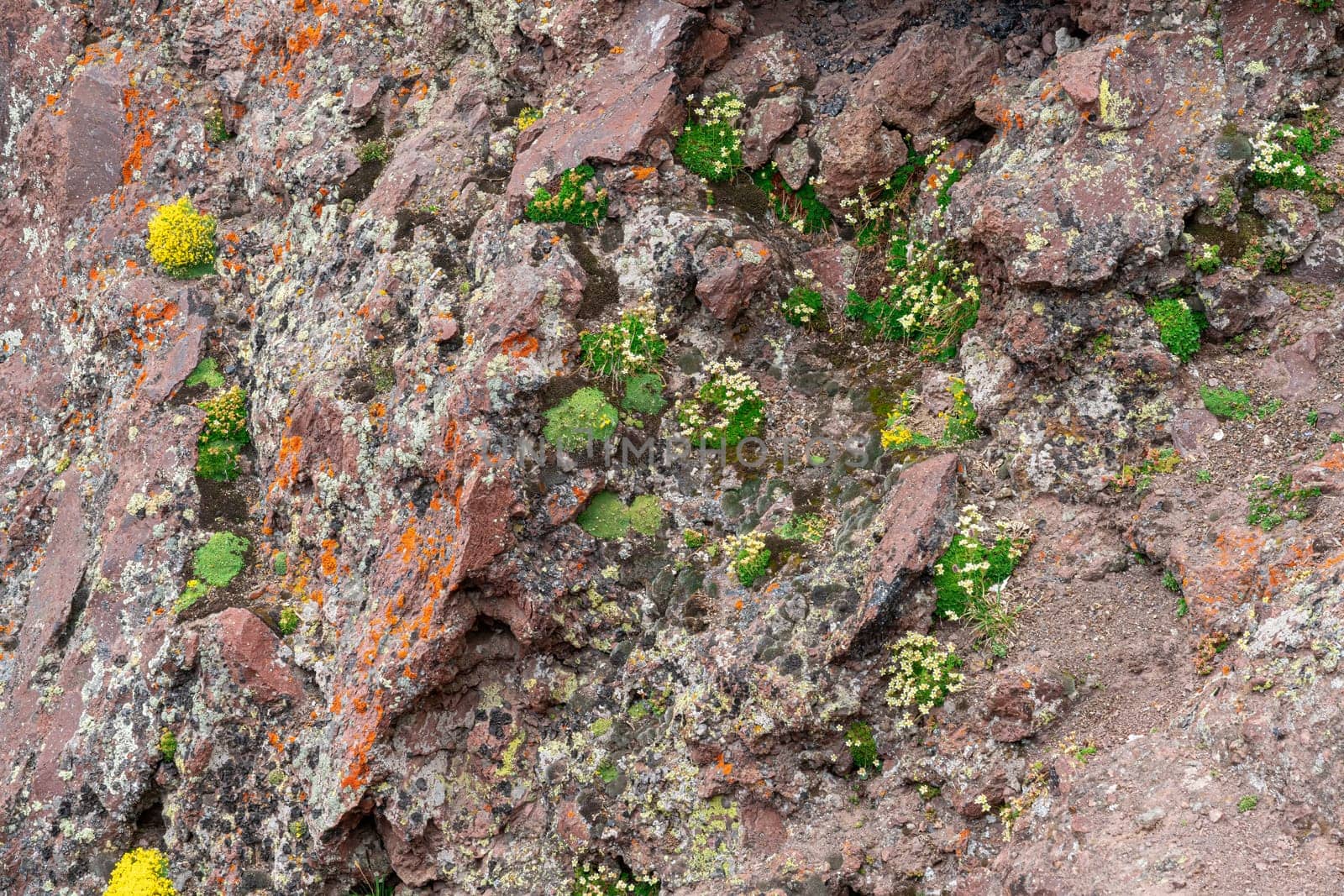 Vibrant moss and lichen cover rocky surfaces, showcasing various shades of green and lively yellow details. This diverse ecosystem flourishes in a natural habitat, highlighting resilience.