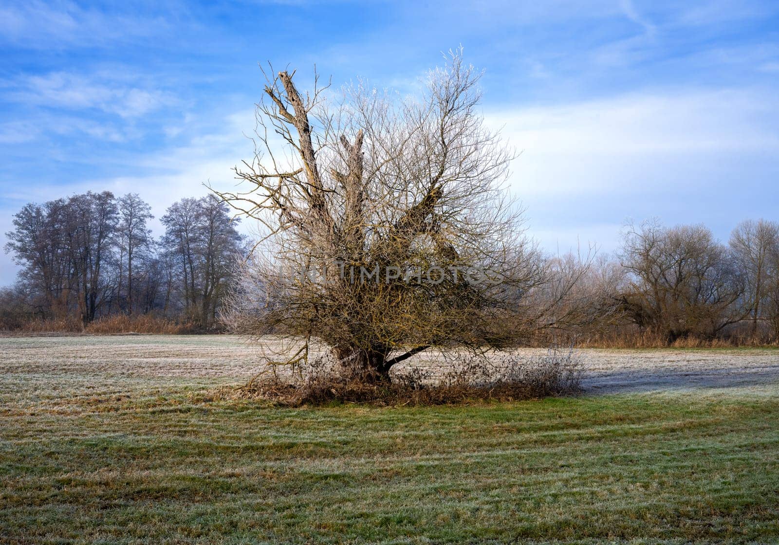Winter scenic in a landscape conservation area called Goachat near Schrobenhausen (Bavaria, Germany)