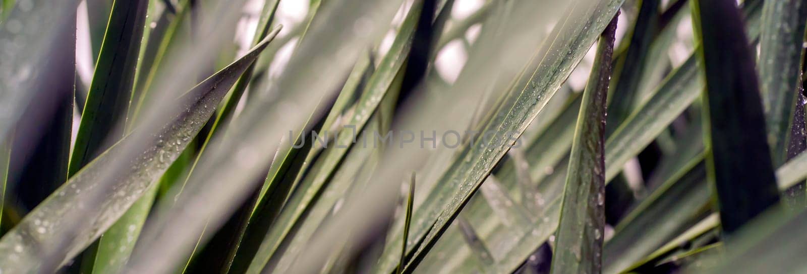 Plant leaves in raindrops close-up, tropical flora foliage background with exotic vegetation.