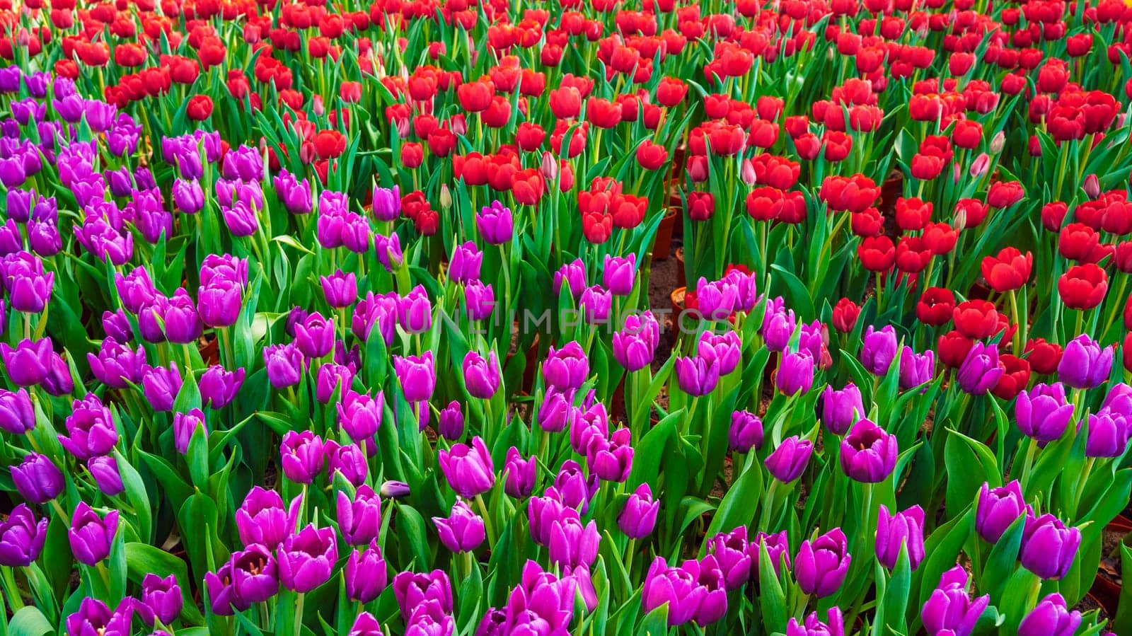 Red and pink purple tulip flowers blooming on the field in spring. Beautiful floral background
