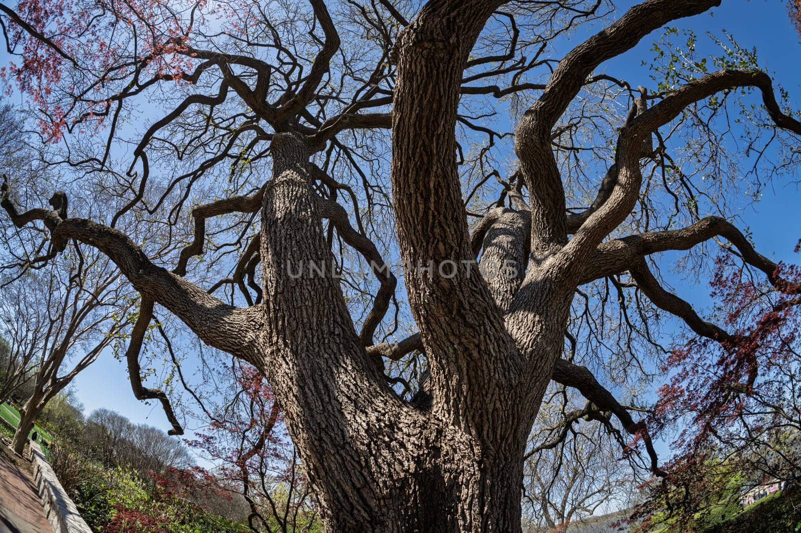 Looking up at the intertwining branches of a mature tree against a clear blue sky. Captures the beauty of nature in spring.