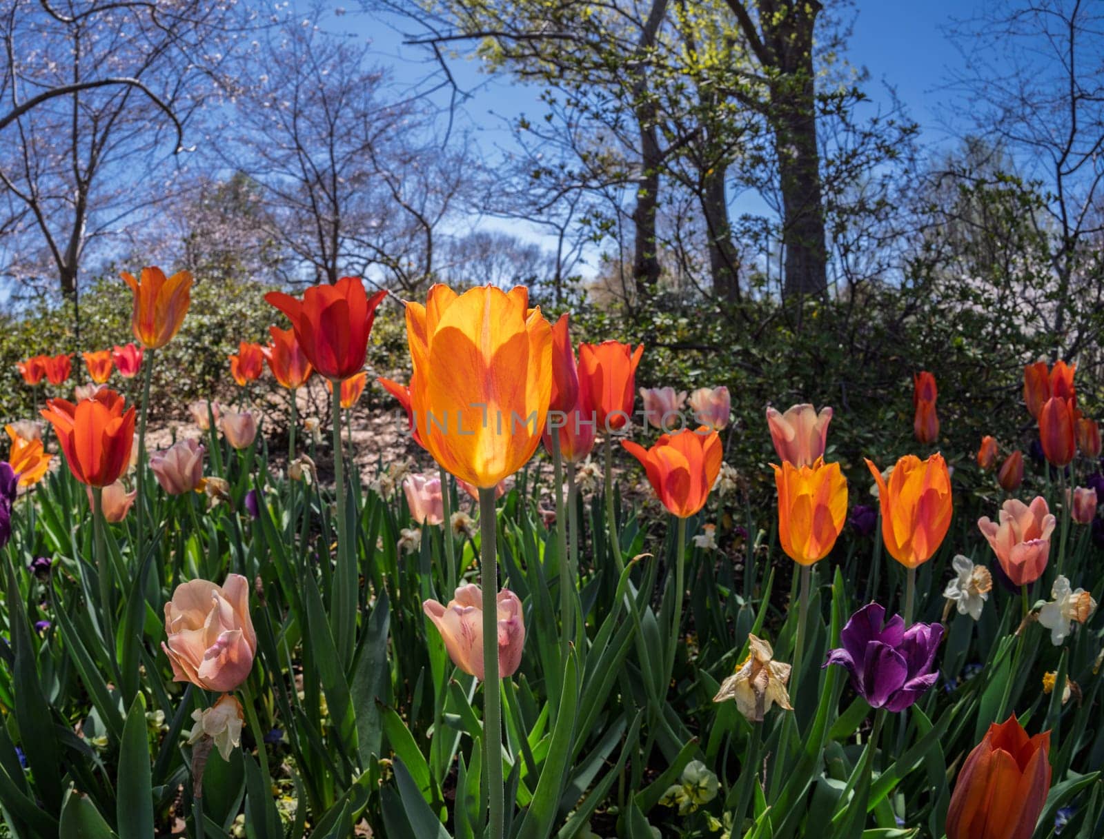 Field of vibrant tulips in full bloom, creating a colorful tapestry with trees and blue sky in the background during springtime.