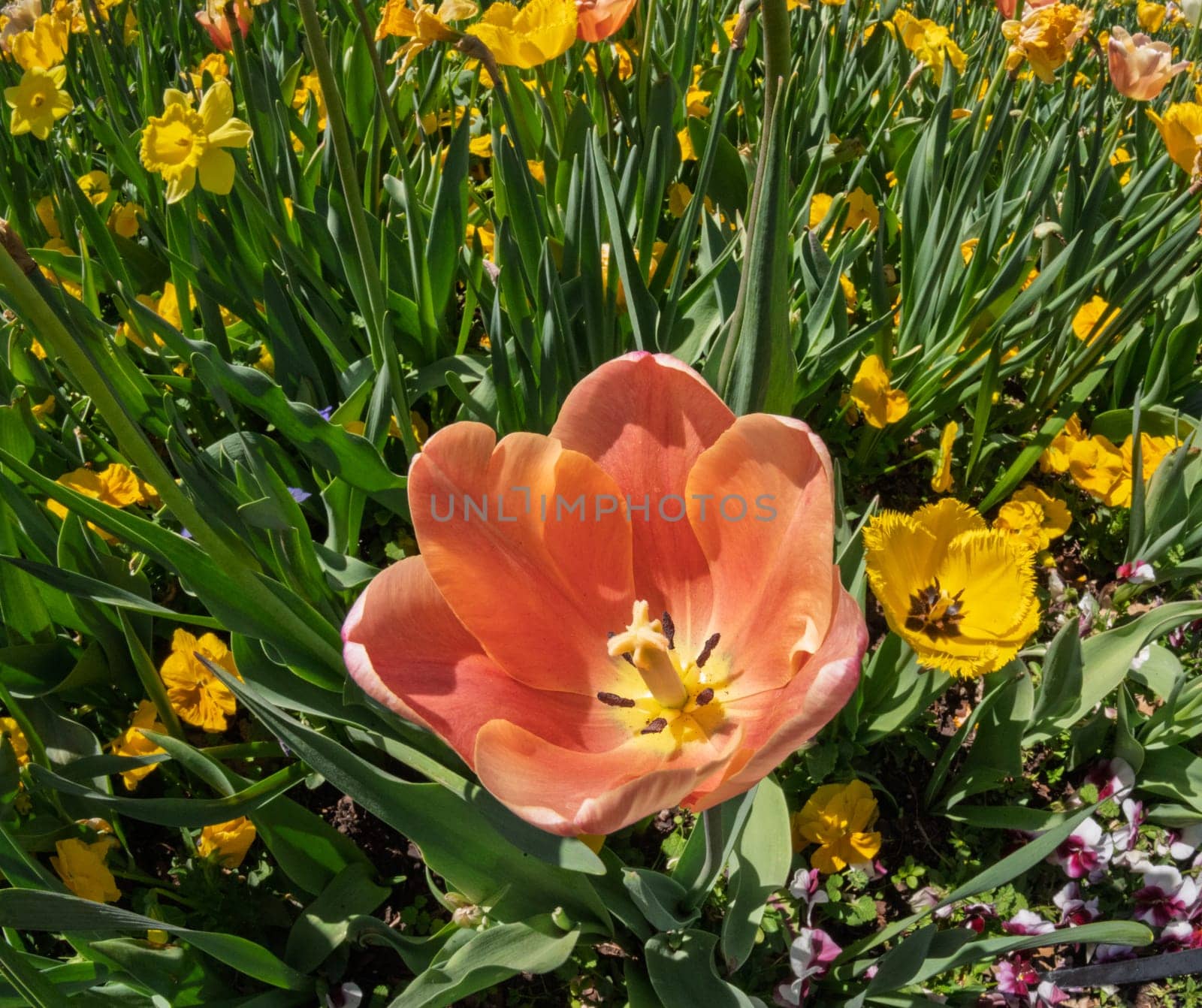 Top down view into open tulip amoung field of vibrant tulips in full bloom, creating a colorful tapestry during springtime.