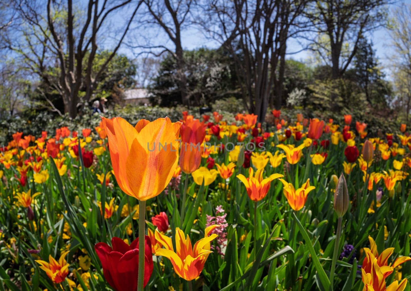 Field of vibrant tulips in full bloom, creating a colorful tapestry with trees and blue sky in the background during springtime.