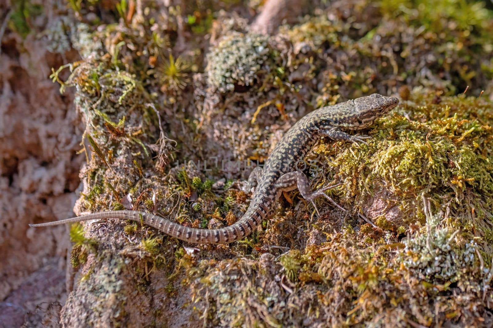 Lizard Podarcis muralis on a mossy rock in the forest, close-up
